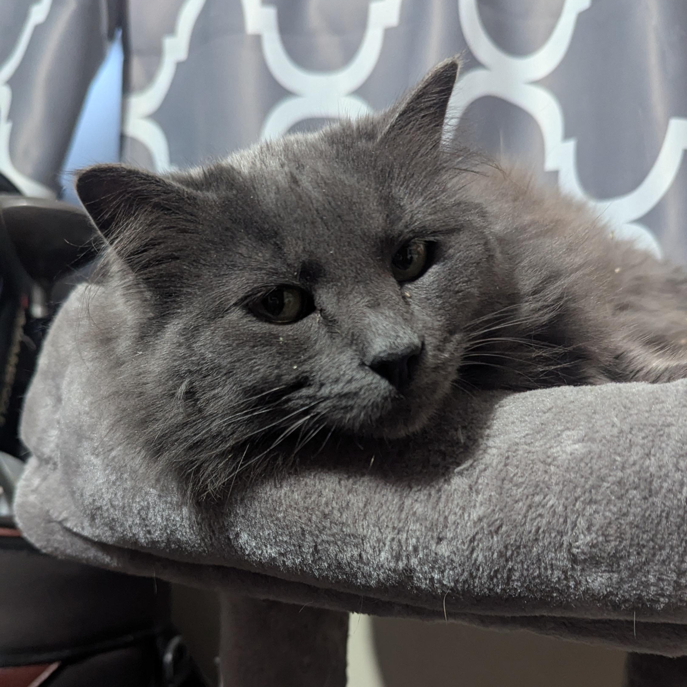 Enlarge Rose, a Adoptable mixed breed in Thayne, WY image 5/6