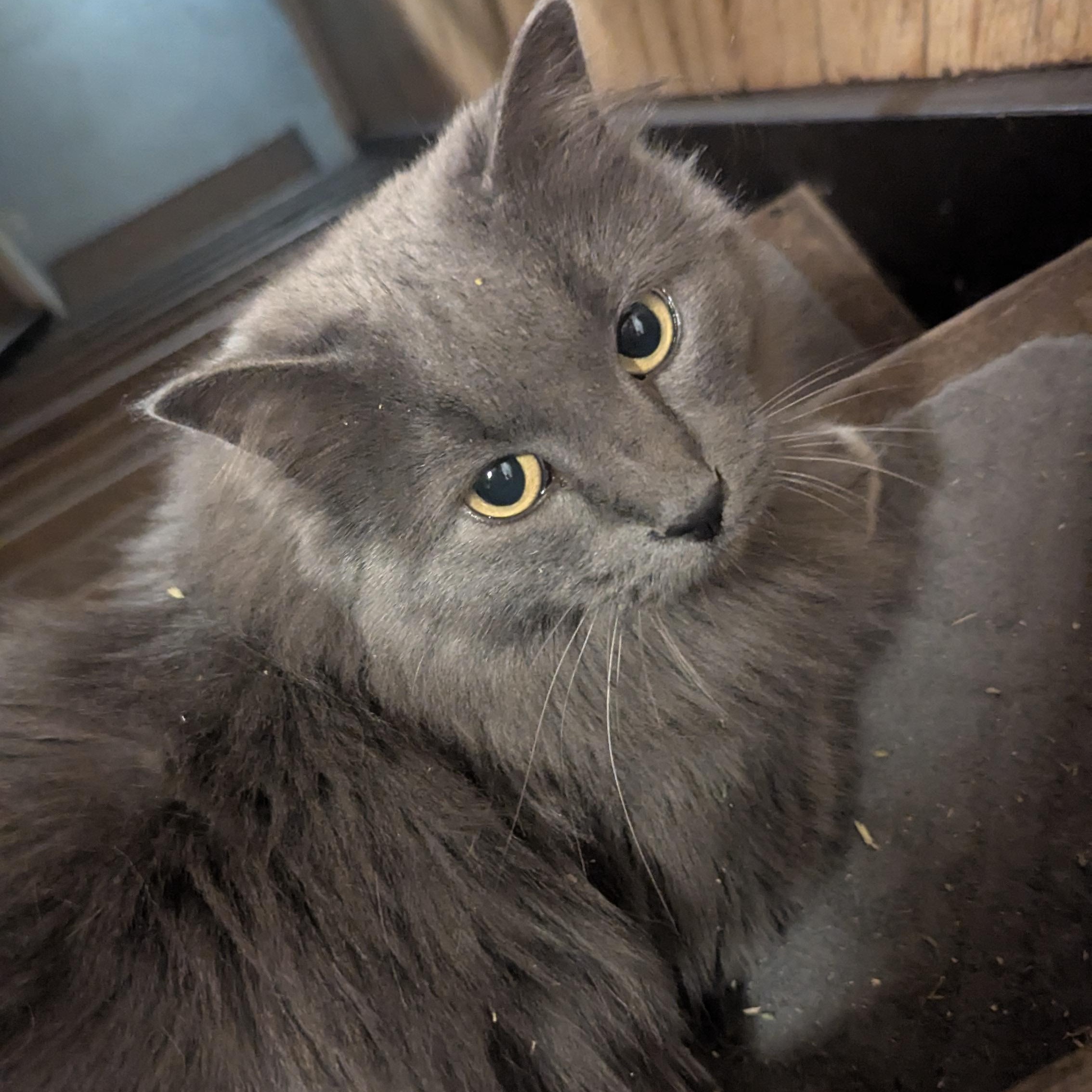 Enlarge Rose, a Adoptable mixed breed in Thayne, WY image 2/6