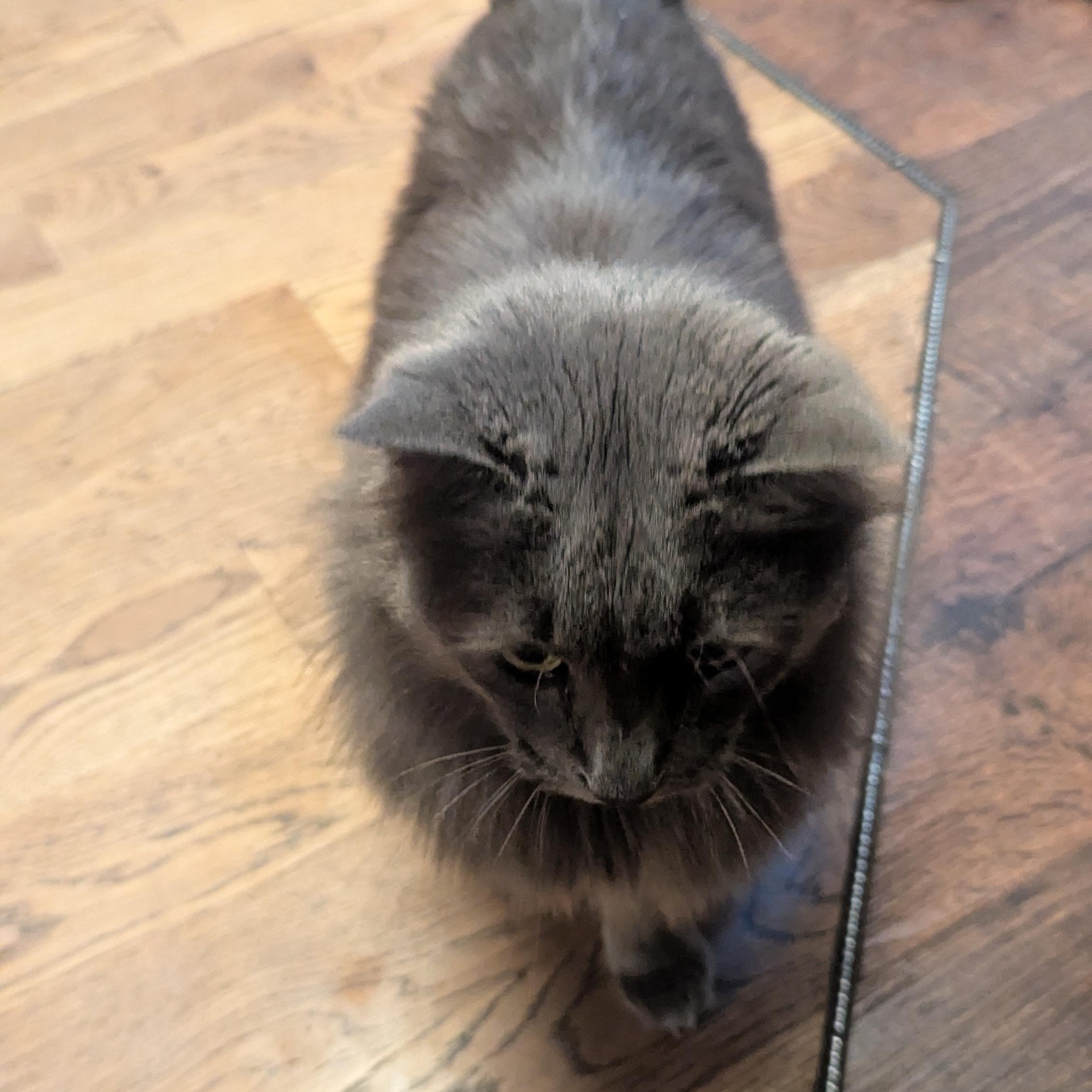 Enlarge Rose, a Adoptable mixed breed in Thayne, WY image 4/6