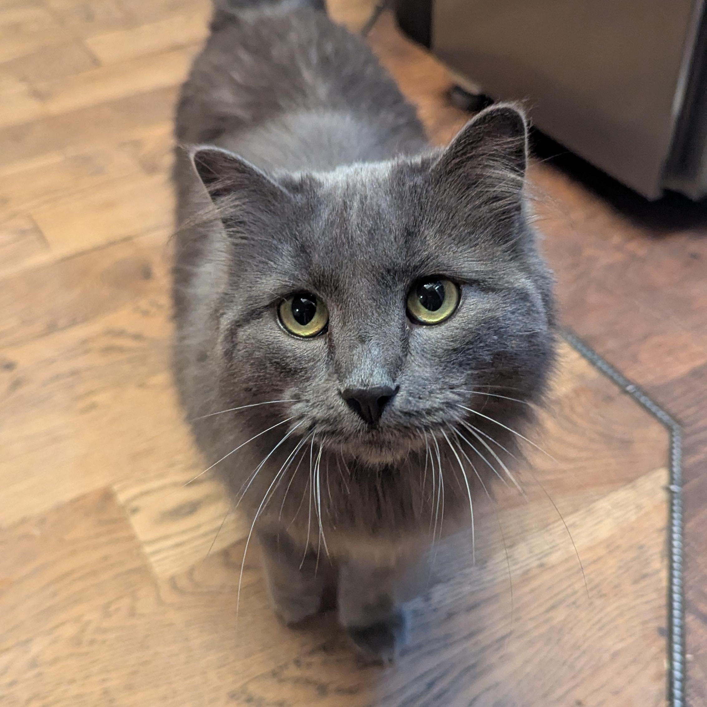 Rose, Adoptable, Adult Female Domestic Long Hair.