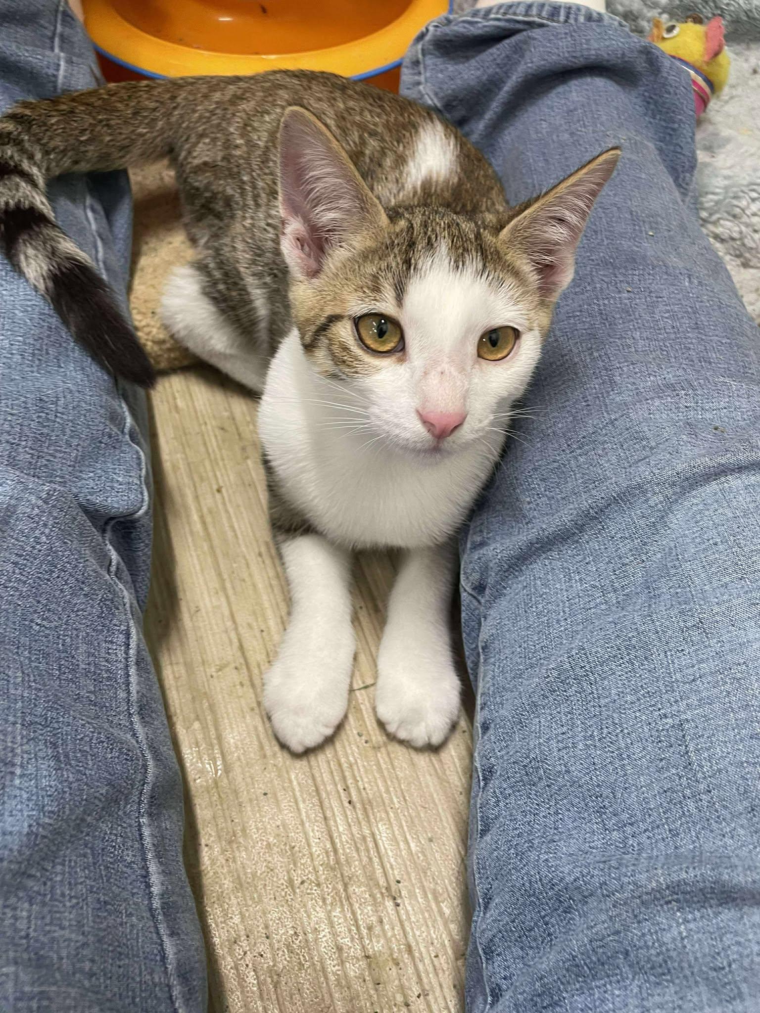 Skittles Doright Jones thumbnail 2