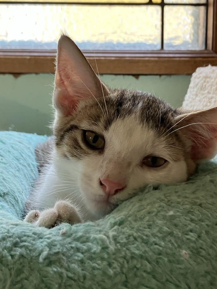 Skittles Doright Jones, Adoptable, Young Male Domestic Short Hair & Tiger.