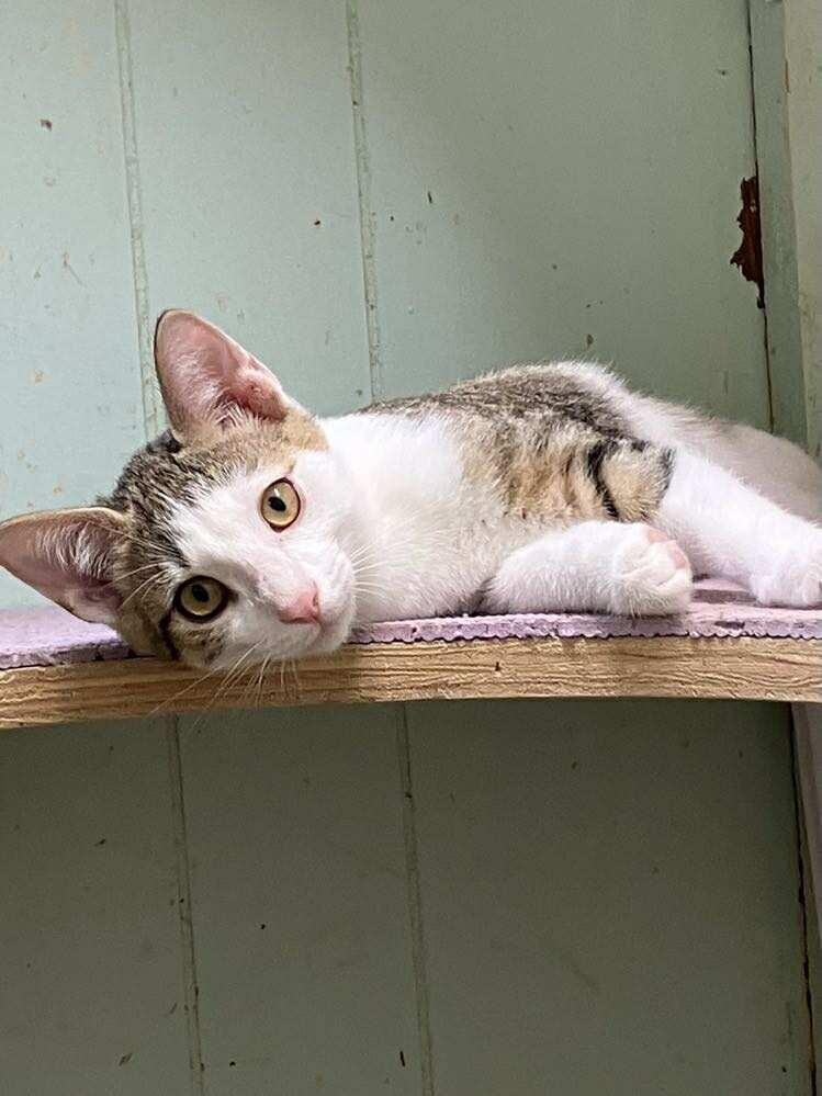 Skittles Doright Jones