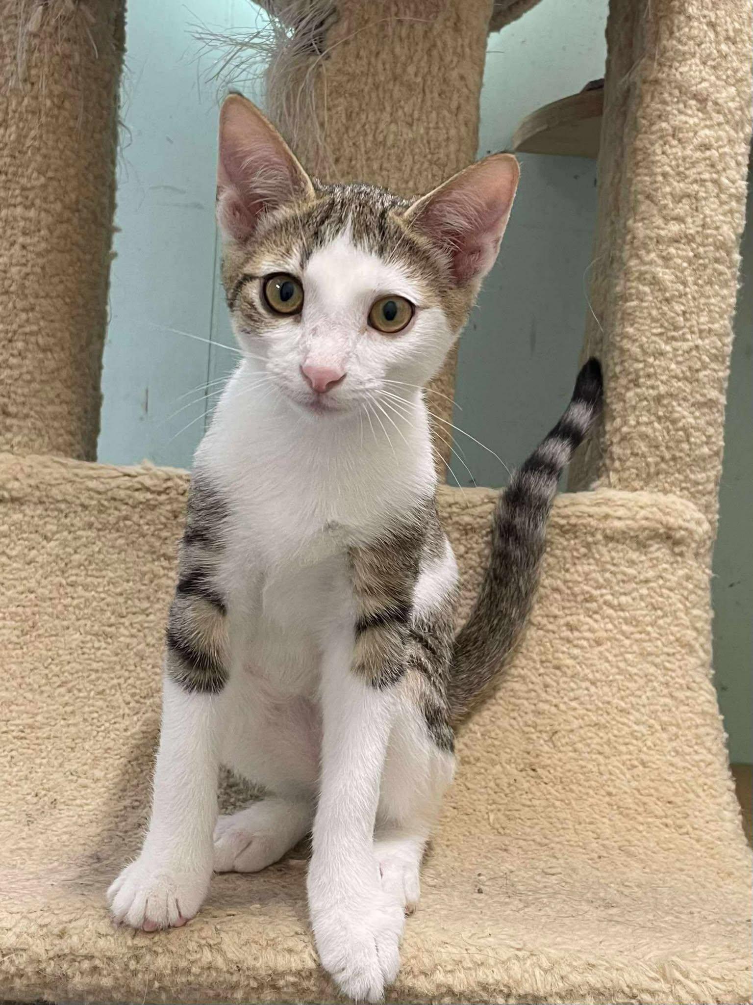 Enlarge Skittles Doright Jones, a Adoptable mixed breed in Indianapolis, IN image 4/5