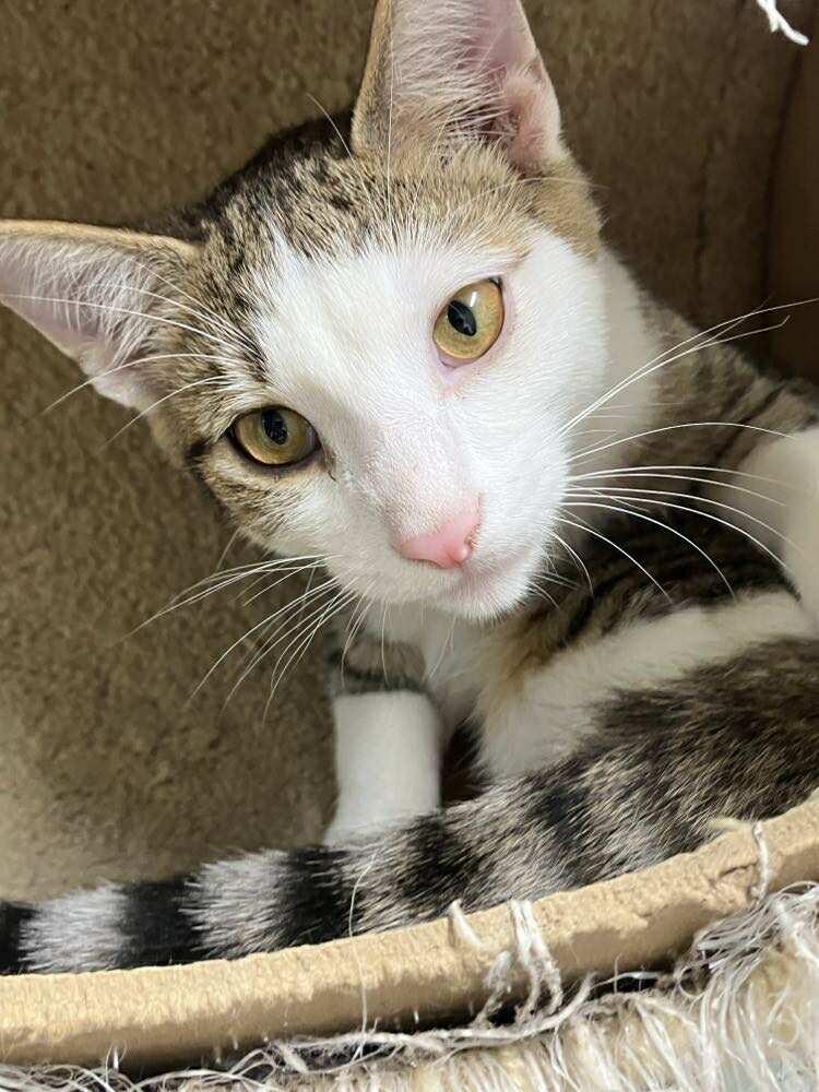 Enlarge Skittles Doright Jones, a Adoptable mixed breed in Indianapolis, IN image 1/5