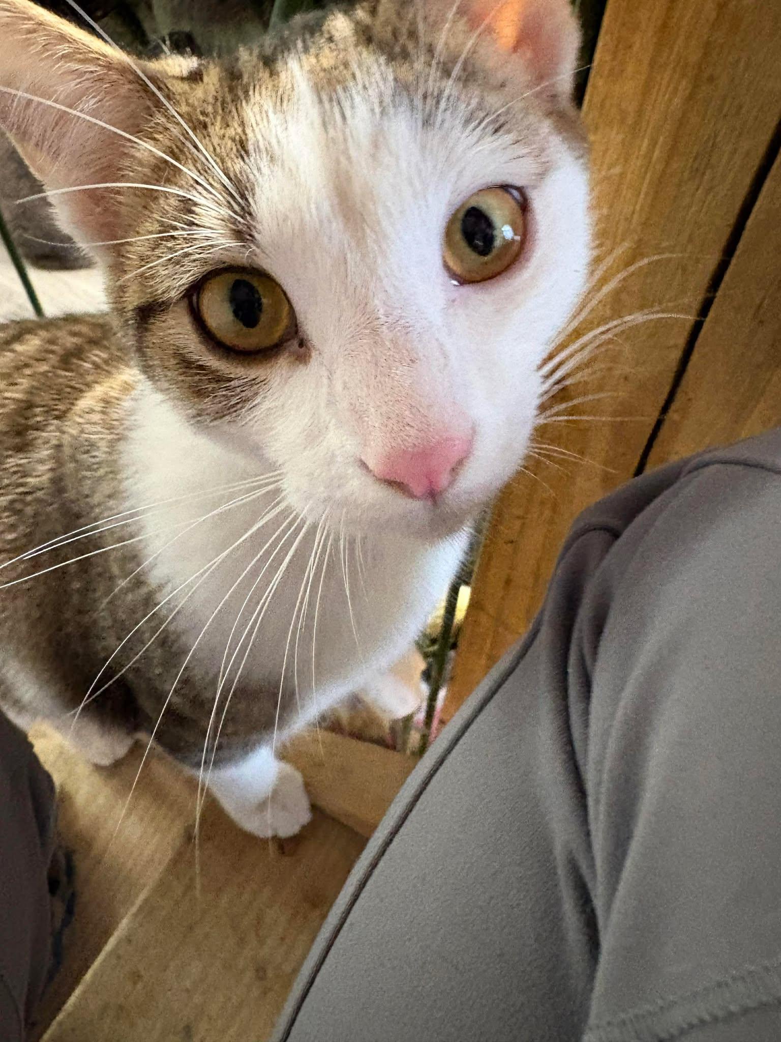 Skittles Doright Jones, a Adoptable mixed breed in Indianapolis, IN image 1/5