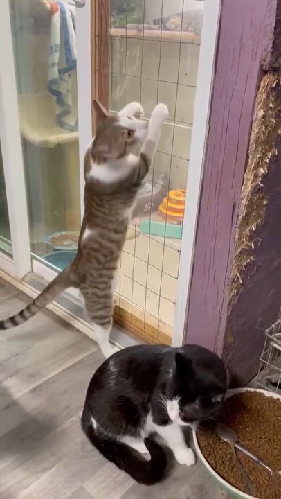 Enlarge Skittles Doright Jones, a Adoptable mixed breed in Indianapolis, IN video 2/5