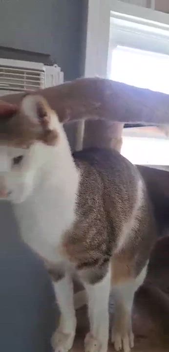 Enlarge Skittles Doright Jones, a Adoptable mixed breed in Indianapolis, IN video 5/5