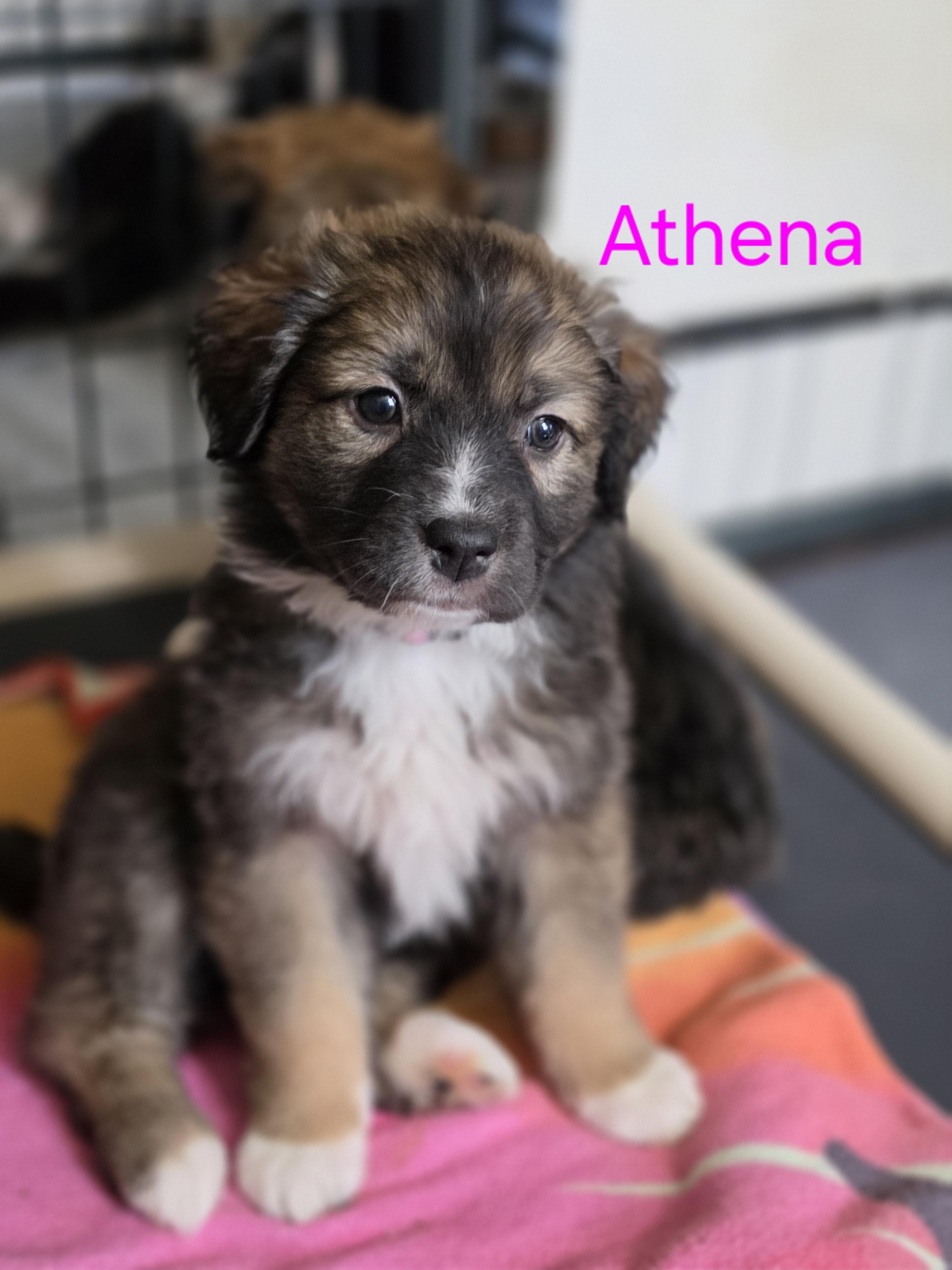 Enlarge Athena , a Adoptable mixed breed in Blairstown, NJ image 5/6