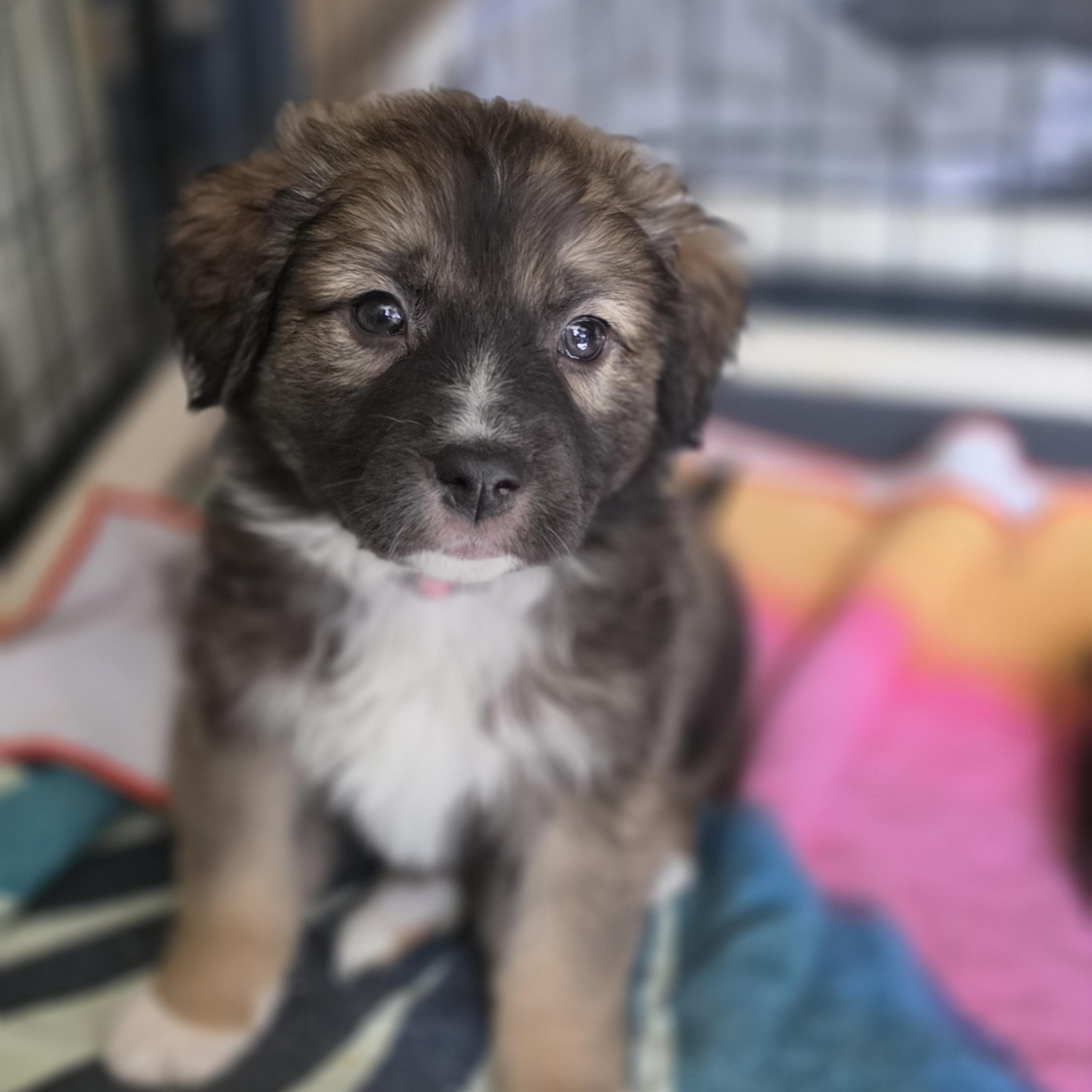 Enlarge Athena , a Adoptable mixed breed in Blairstown, NJ image 3/6