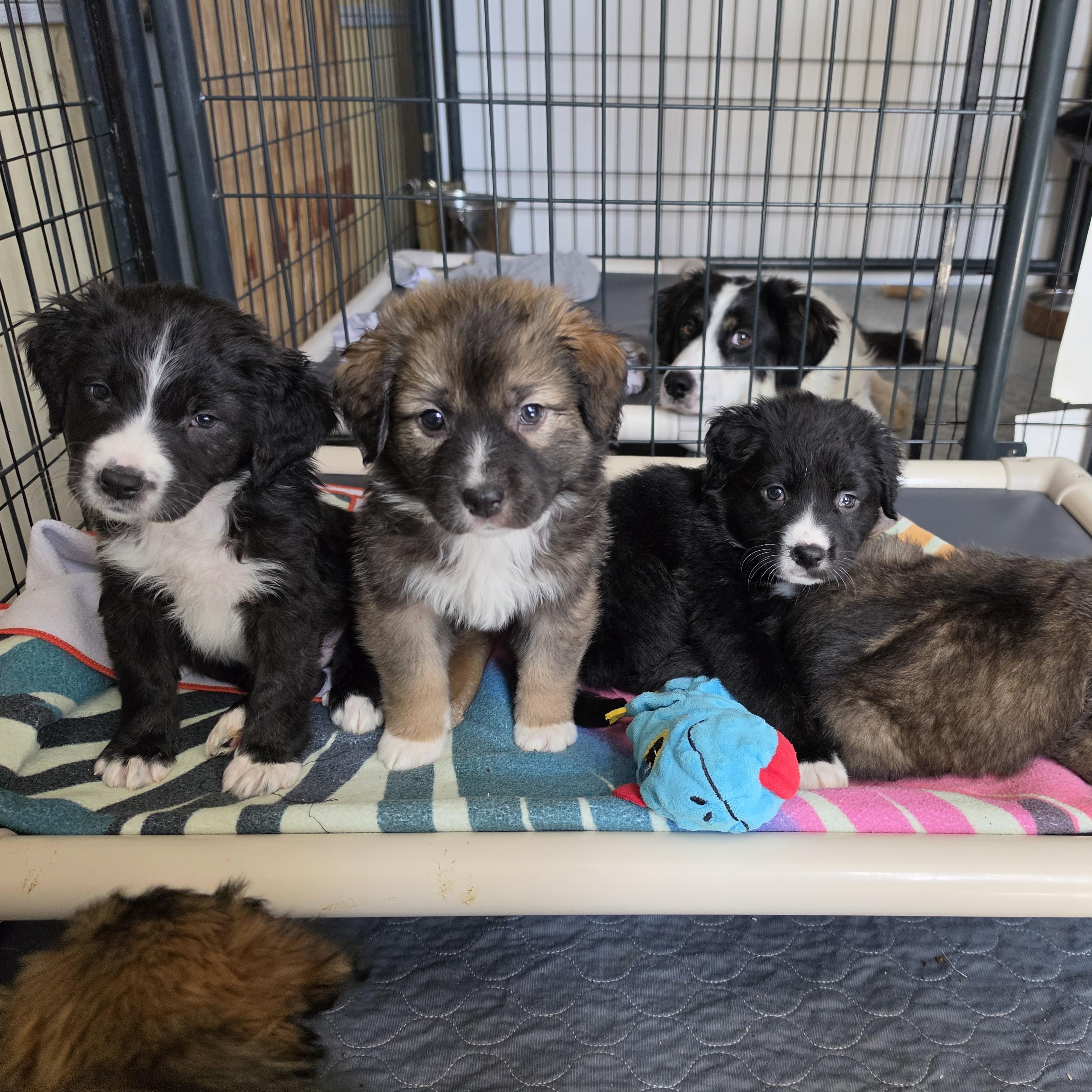 Enlarge Athena , a Adoptable mixed breed in Blairstown, NJ image 6/6