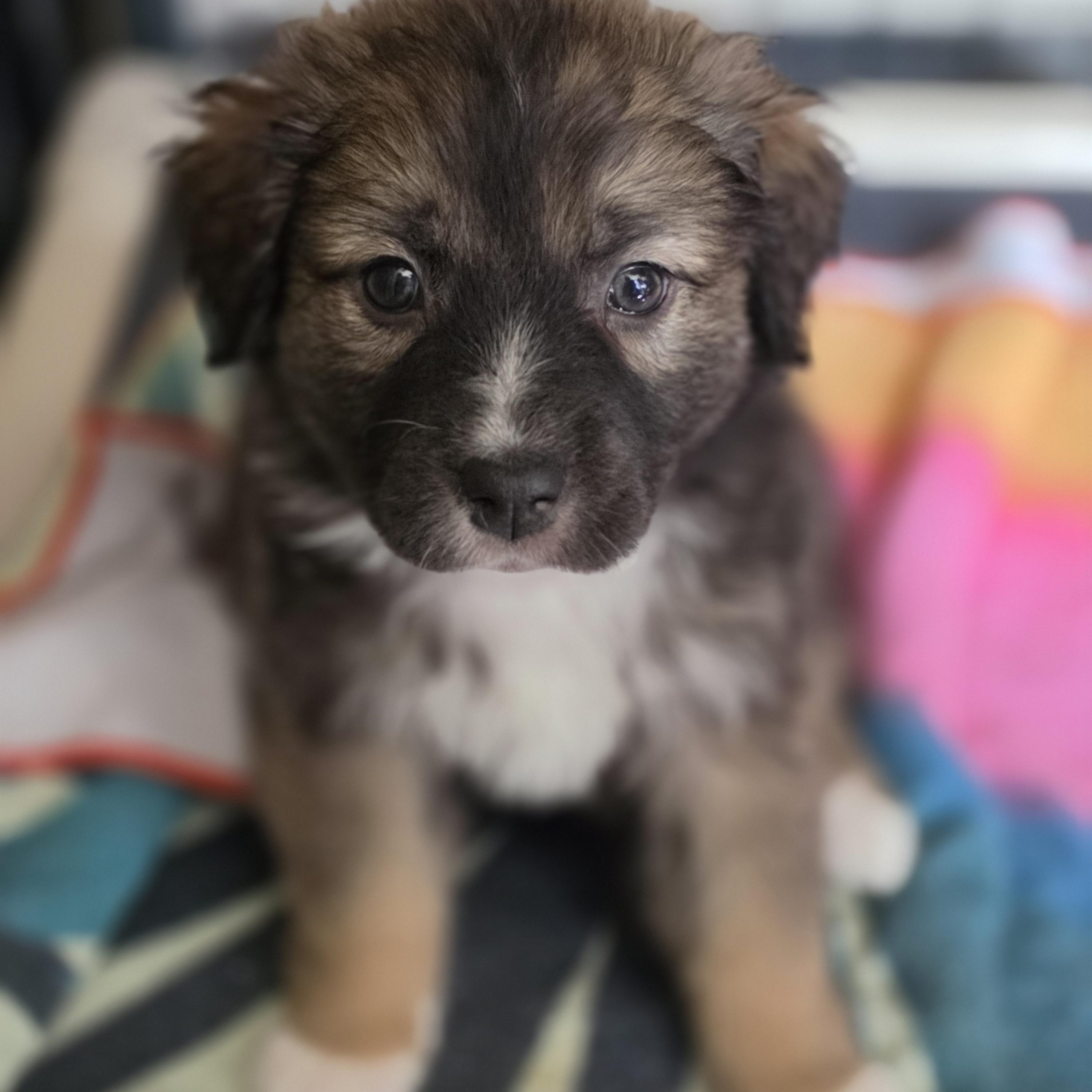 Enlarge Athena , a Adoptable mixed breed in Blairstown, NJ image 4/6