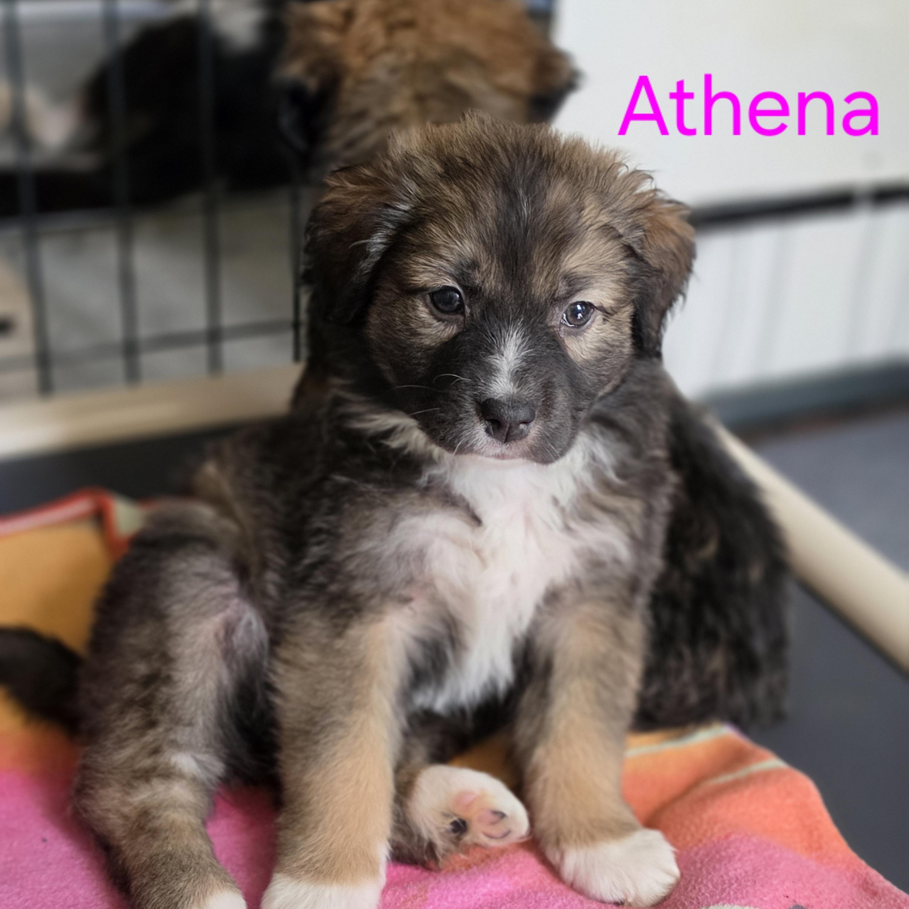Enlarge Athena , a Adoptable mixed breed in Blairstown, NJ image 1/6