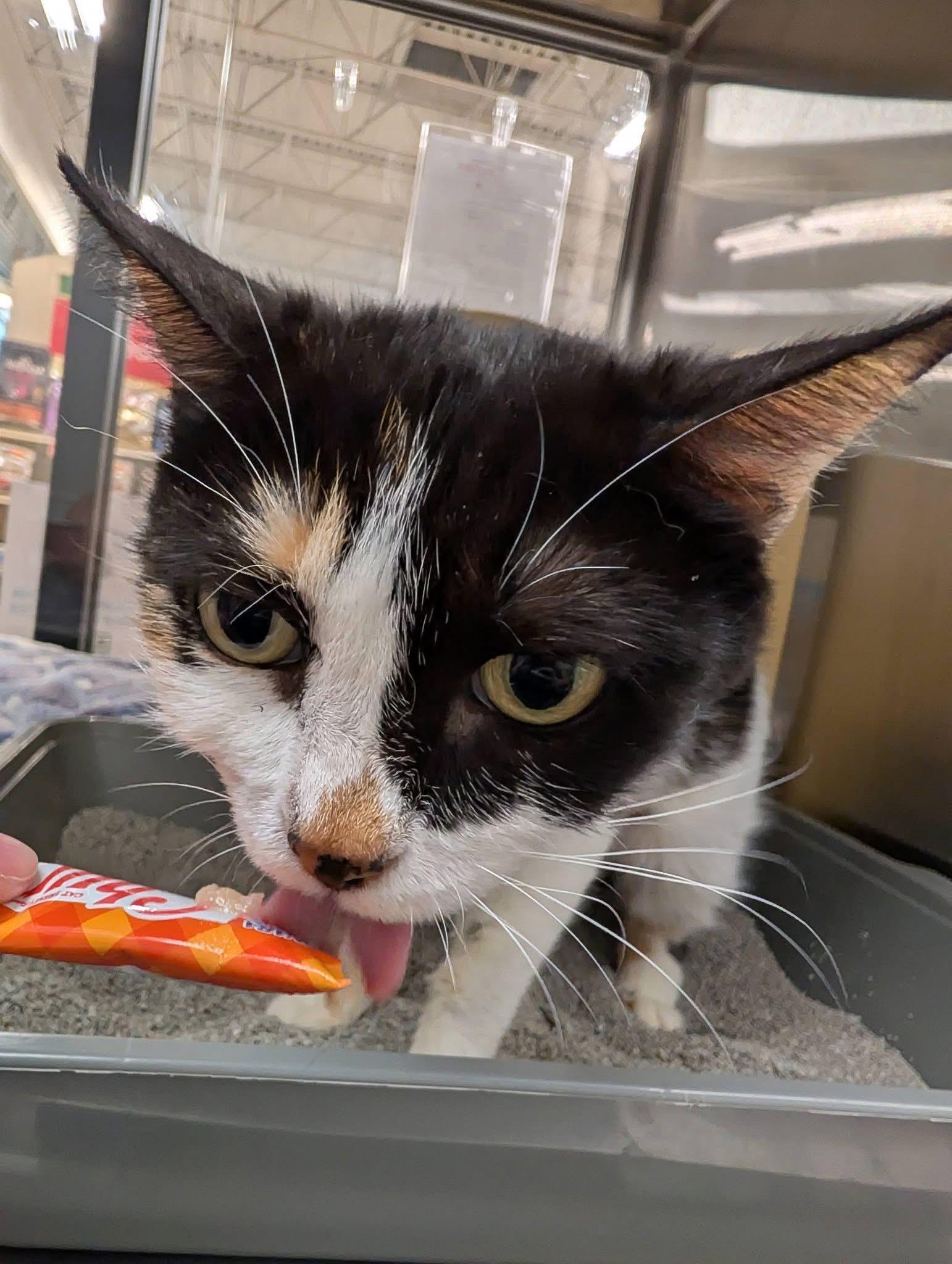 Juniper, a ADOPTABLE Domestic Short Hair in Chandler, AZ image 3/3