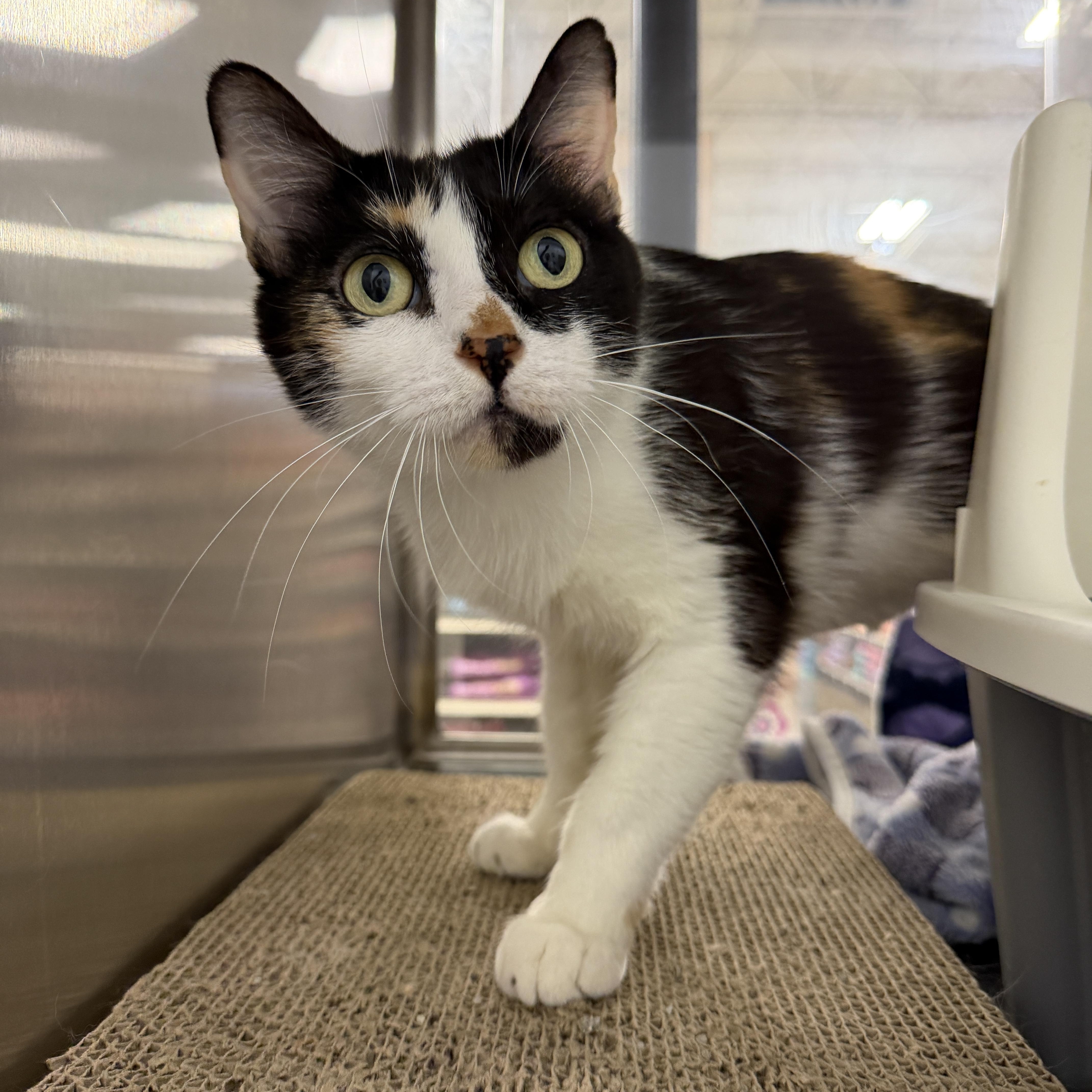 Juniper, a ADOPTABLE Domestic Short Hair in Chandler, AZ image 1/4