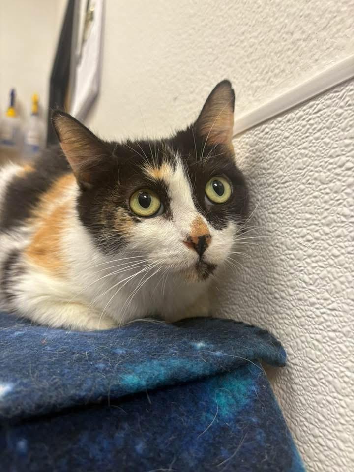 Juniper, a ADOPTABLE Domestic Short Hair in Chandler, AZ image 2/3