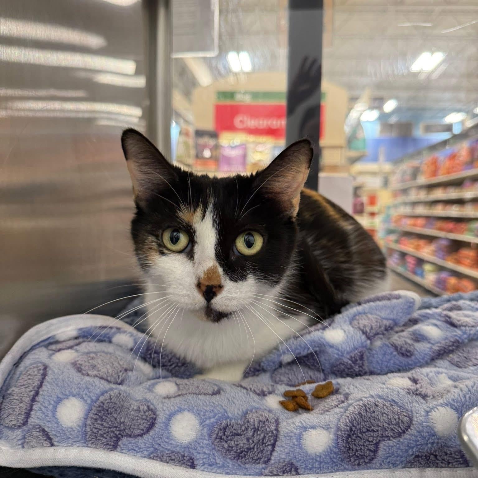Juniper, a ADOPTABLE Domestic Short Hair in Chandler, AZ image 1/3