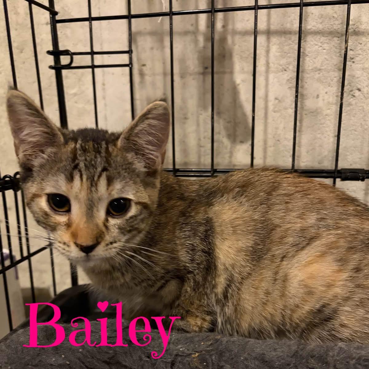 BAILEY, Adoptable, Kitten Female Domestic Short Hair.