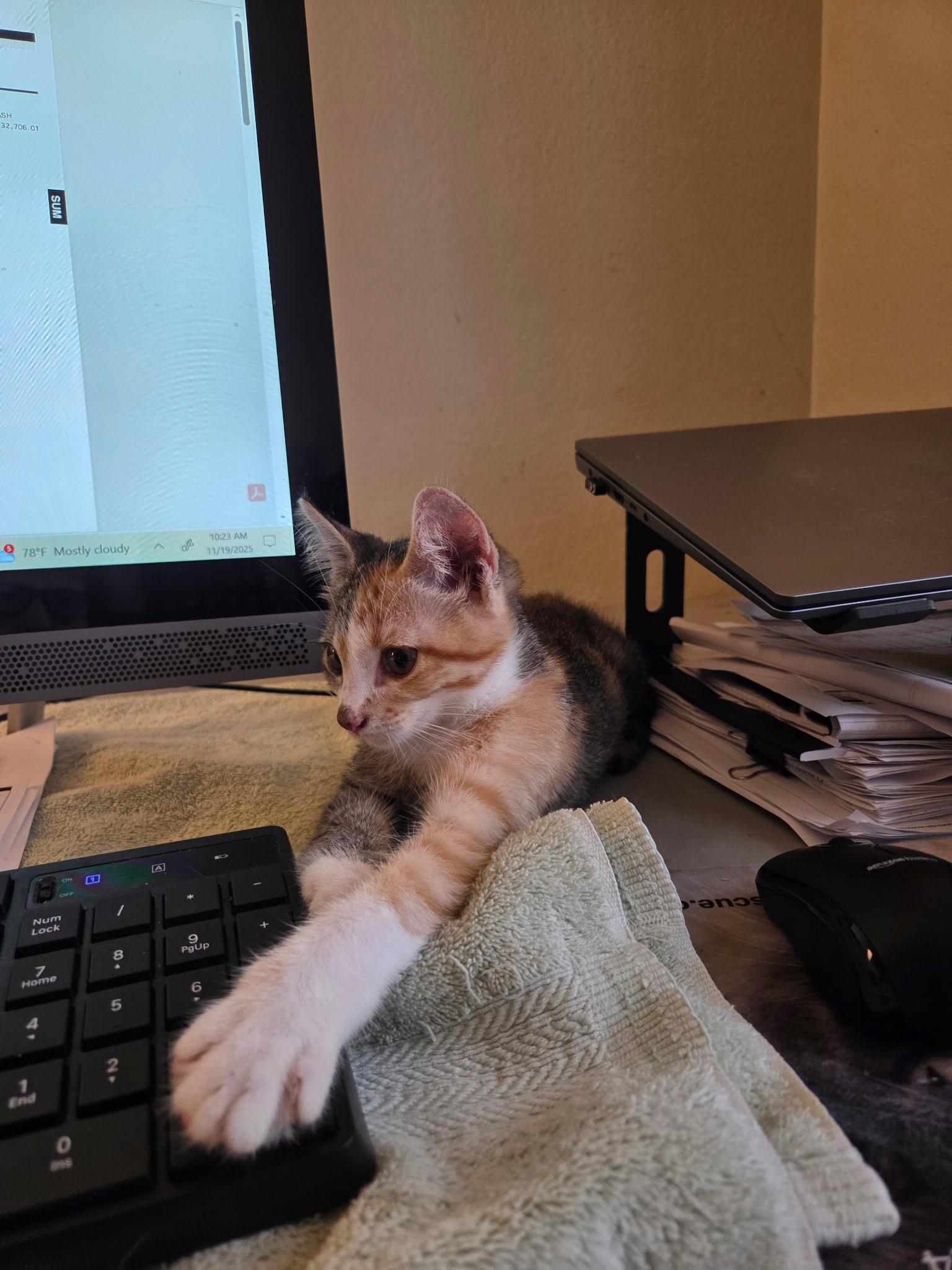 Phoenix, a Adoptable American Shorthair in Round Rock, TX image 2/3