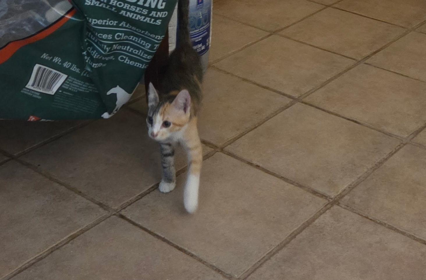 Phoenix, a Adoptable American Shorthair in Round Rock, TX image 3/3