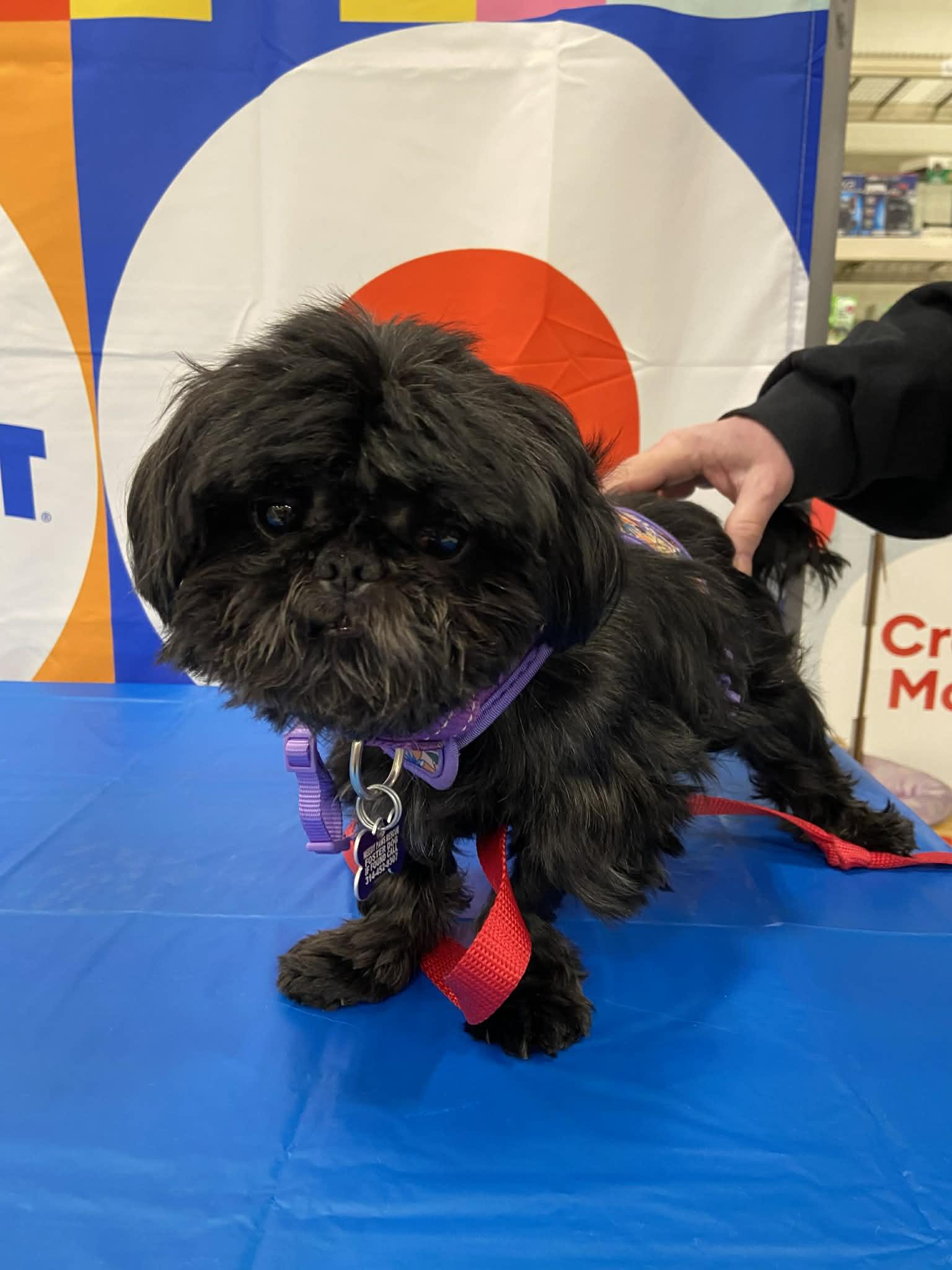 Diesel, Adopted, Adult Male Shih Tzu.