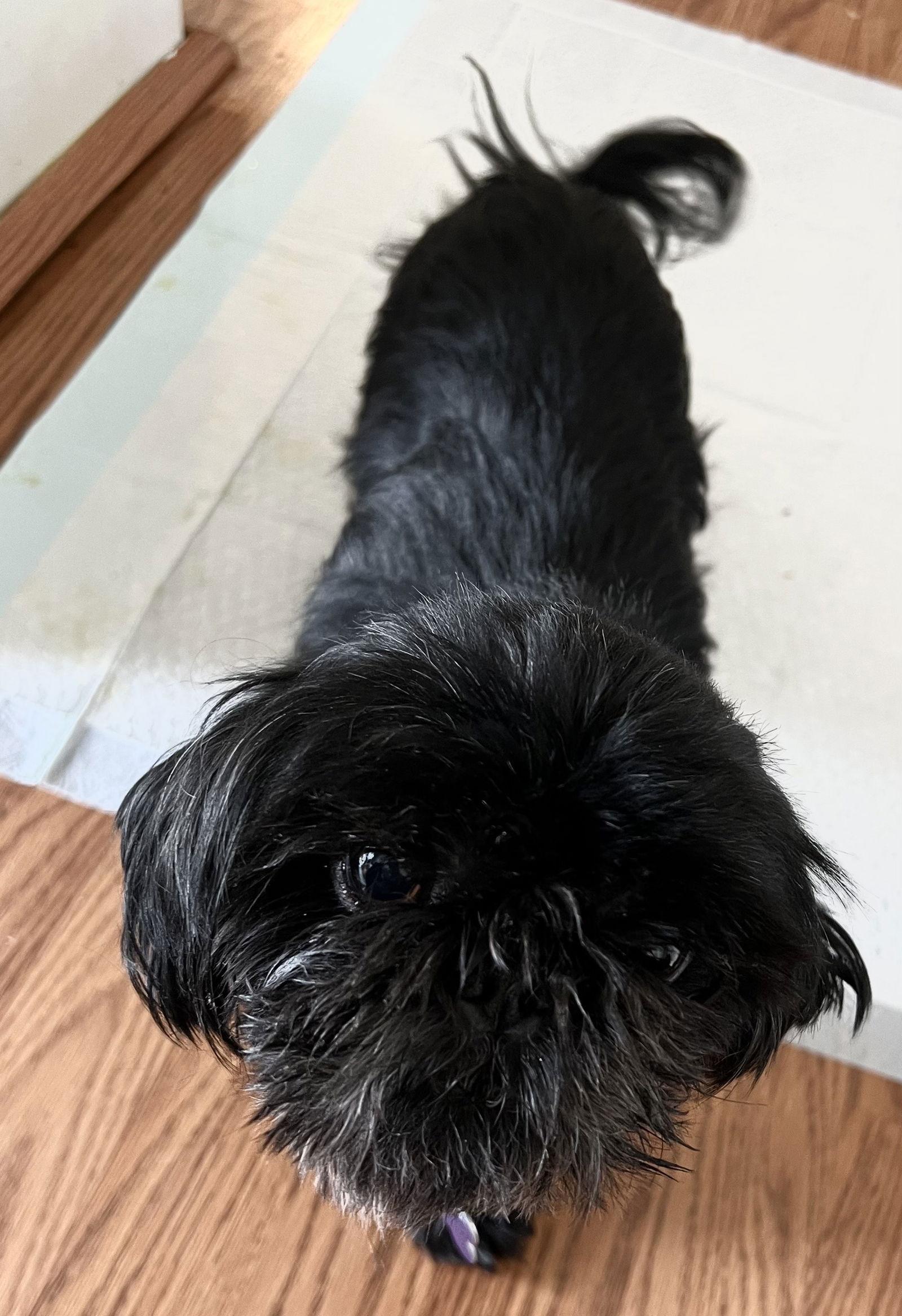 Enlarge Diesel, a Adopted Shih Tzu in St. Louis, MO image 2/3