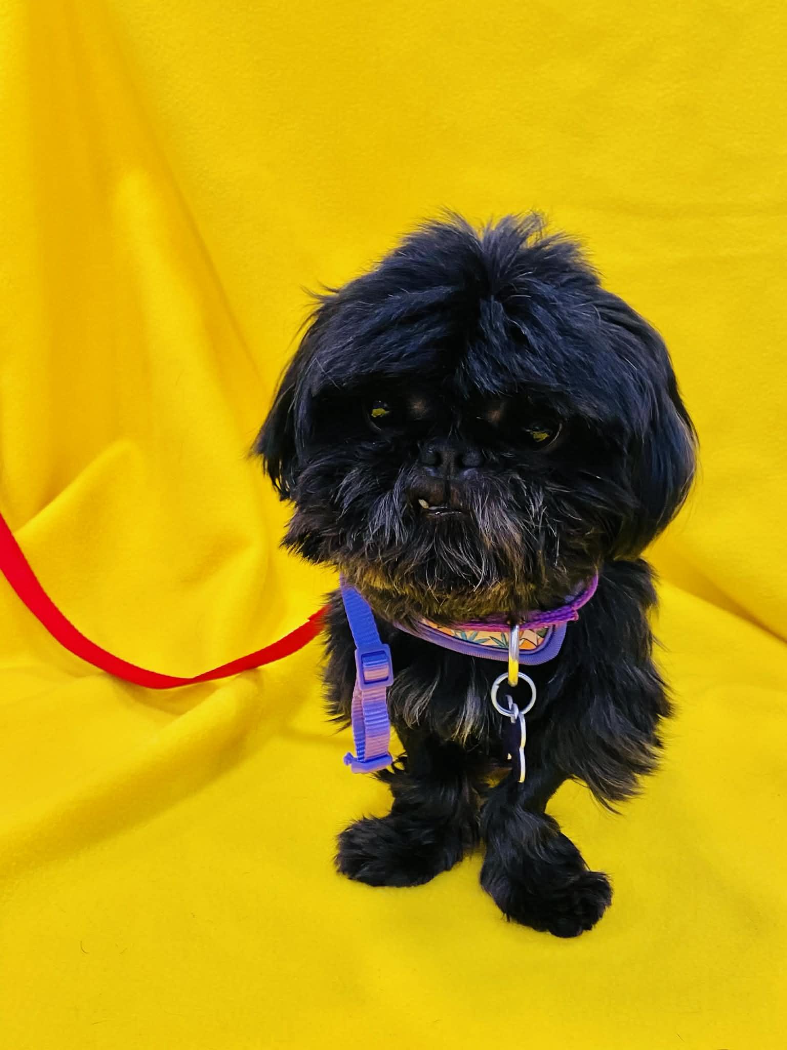 Enlarge Diesel, a Adopted Shih Tzu in St. Louis, MO image 3/3