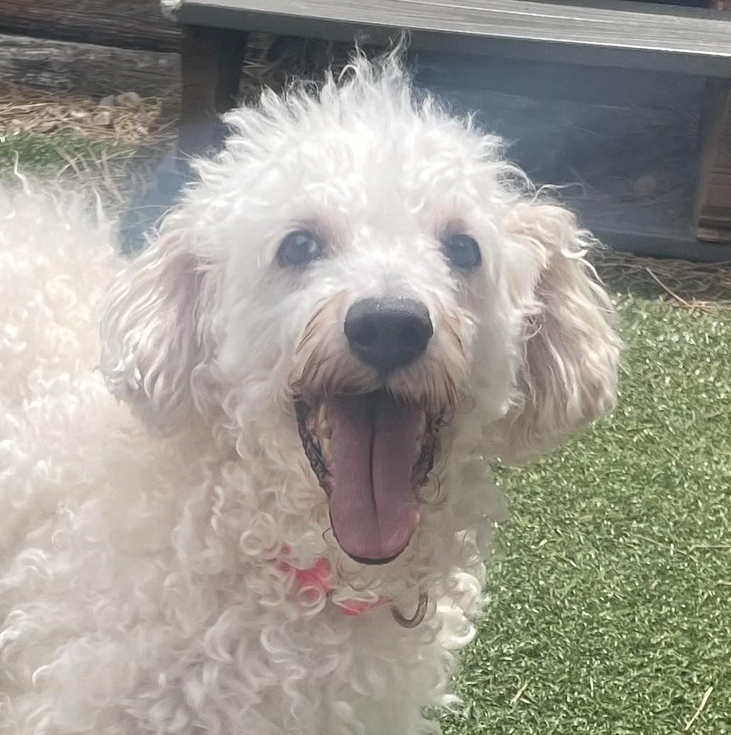 Ralph, ADOPTABLE, Adult Male Poodle.