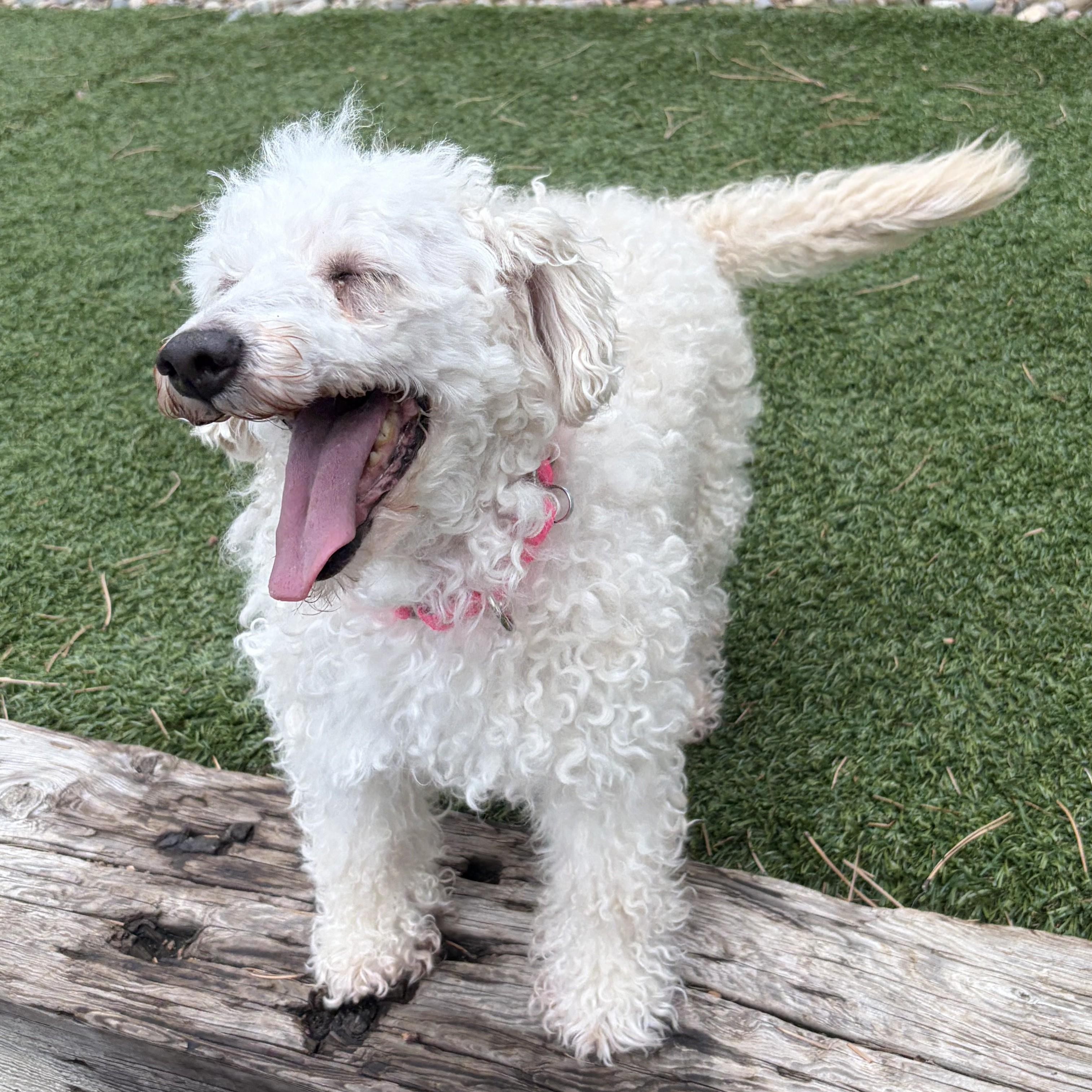 Enlarge Ralph, a ADOPTABLE Poodle in Littleton, CO image 2/4