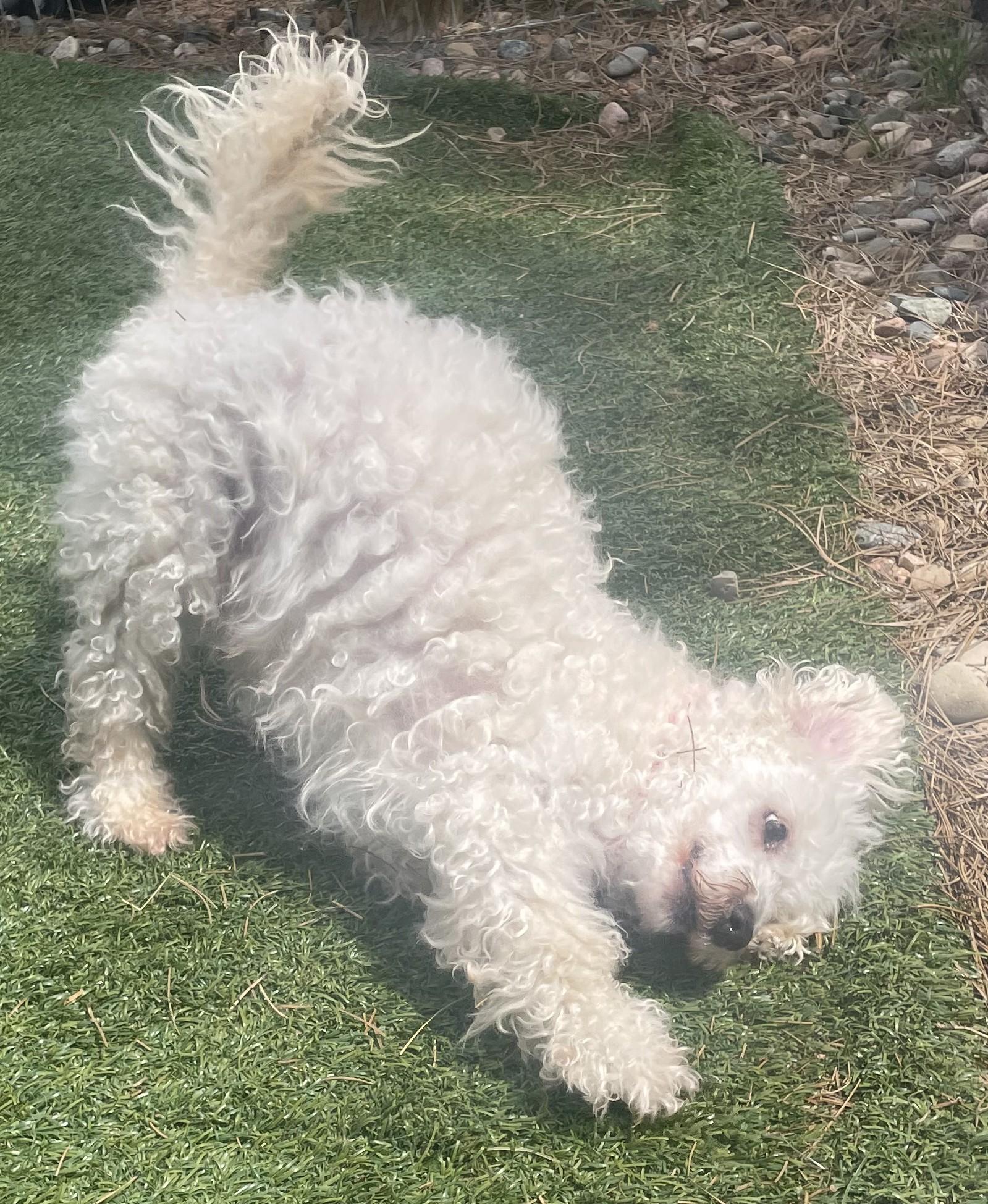 Enlarge Ralph, a ADOPTABLE Poodle in Littleton, CO image 3/4
