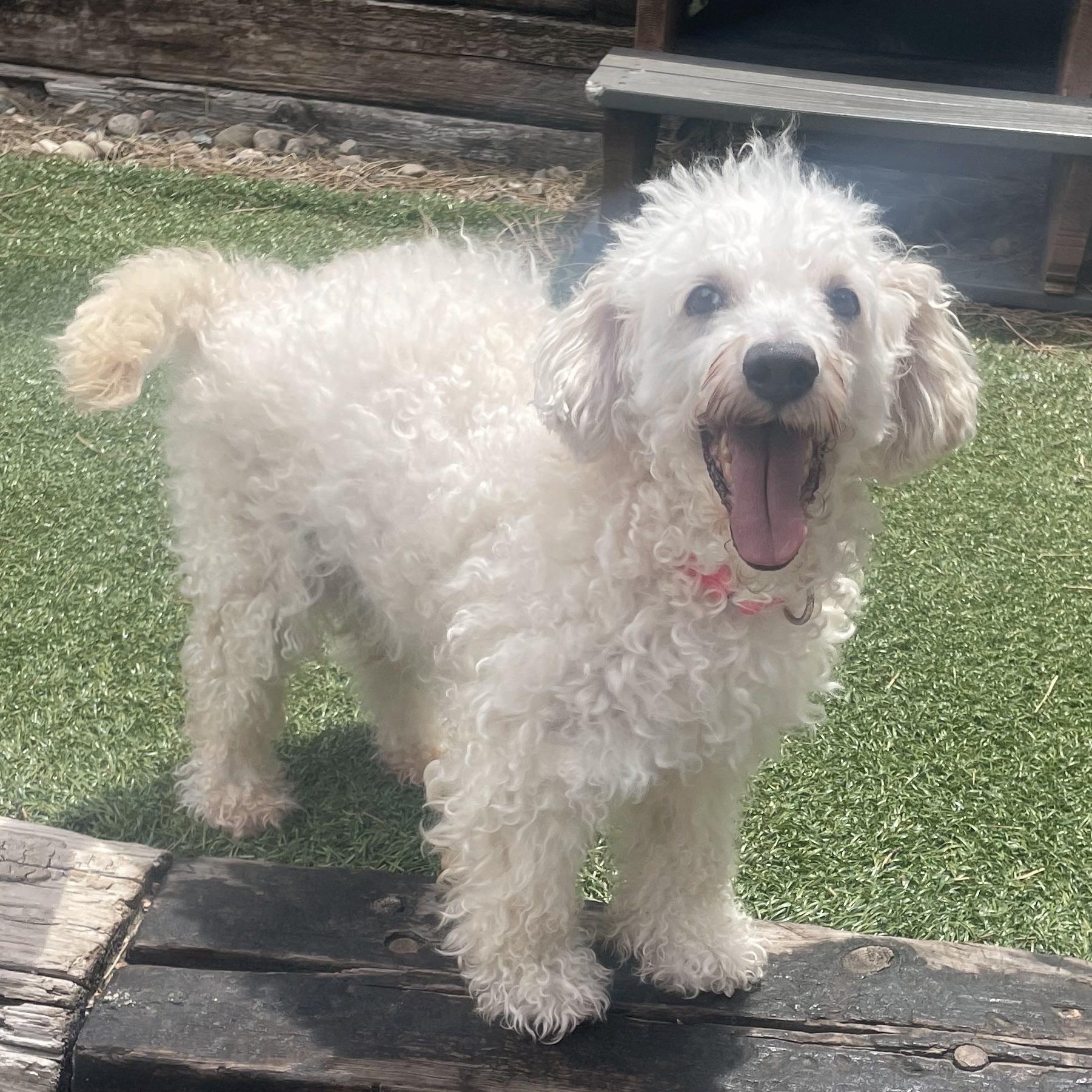 Enlarge Ralph, a ADOPTABLE Poodle in Littleton, CO image 4/4