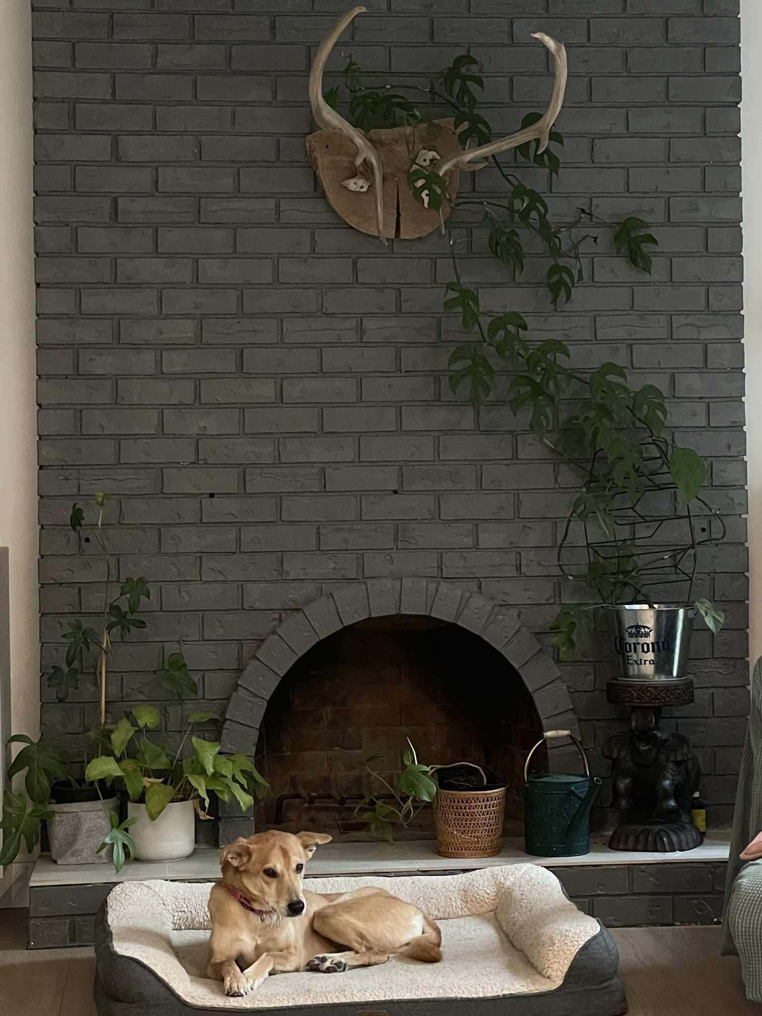 Lu Lu, a Adoptable Mountain Dog in Vancouver, BC image 1/5