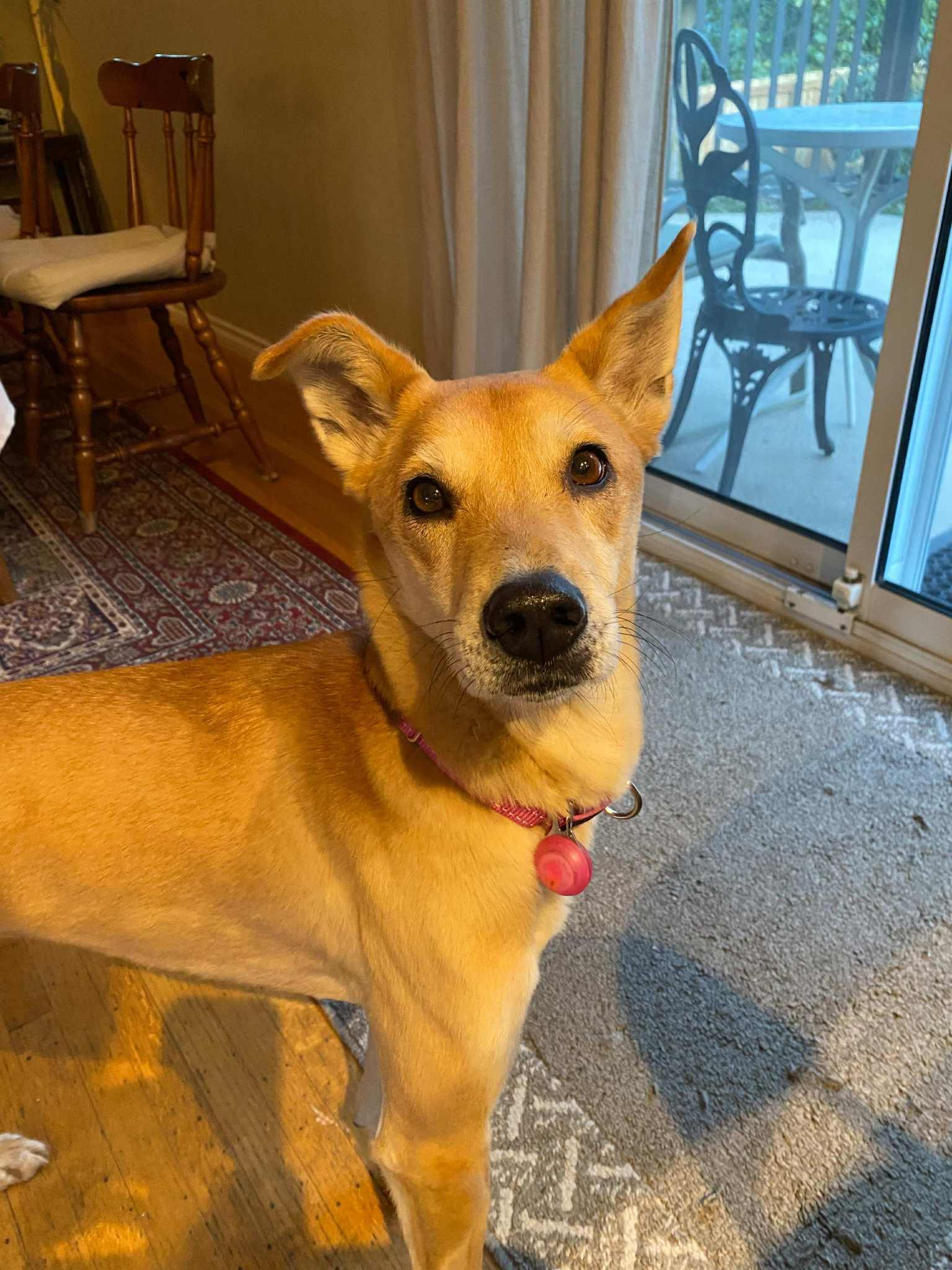 Lu Lu, Adoptable, Adult Female Mountain Dog.