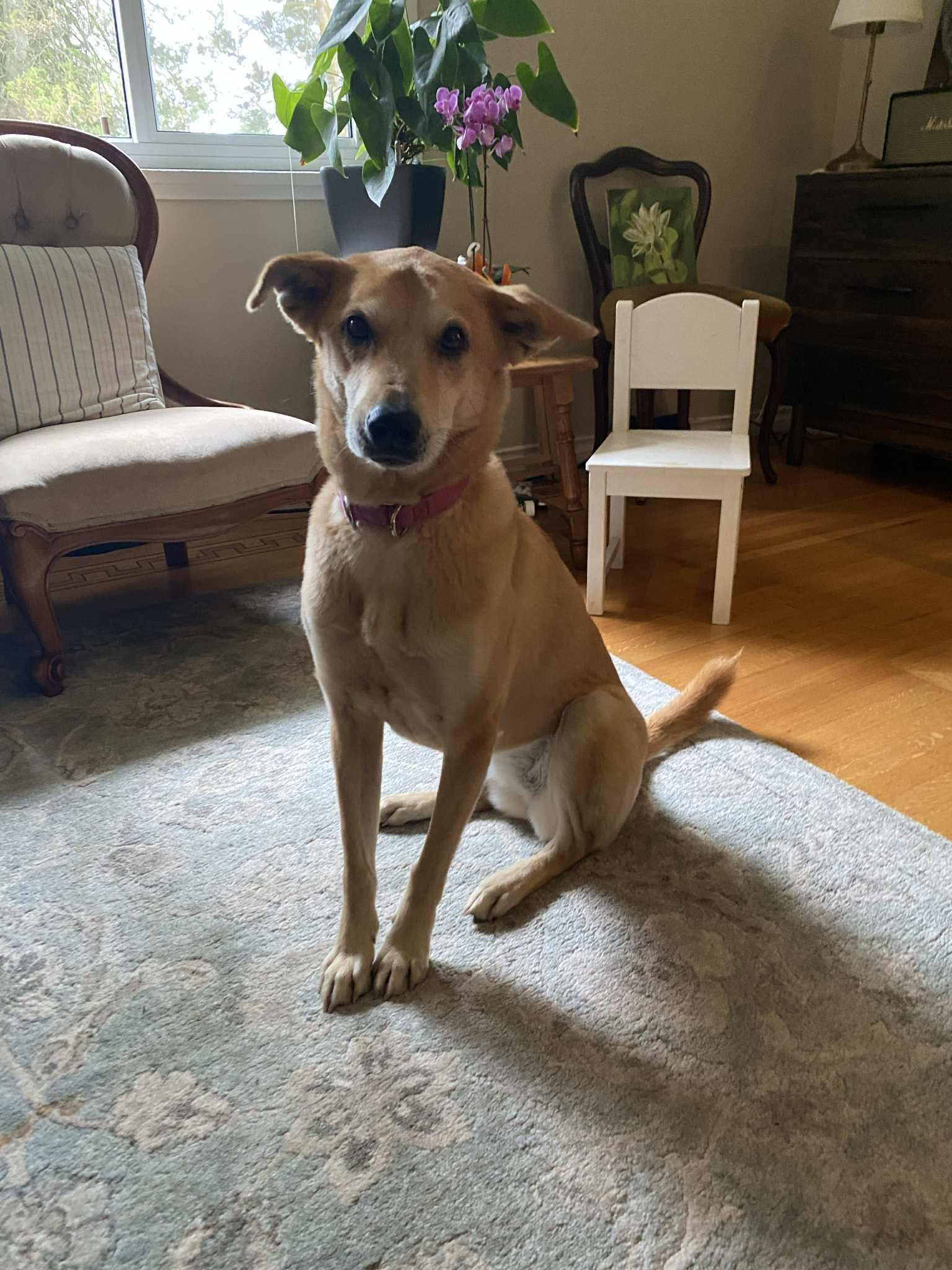 Lu Lu, Adoptable, Adult Female Mountain Dog.