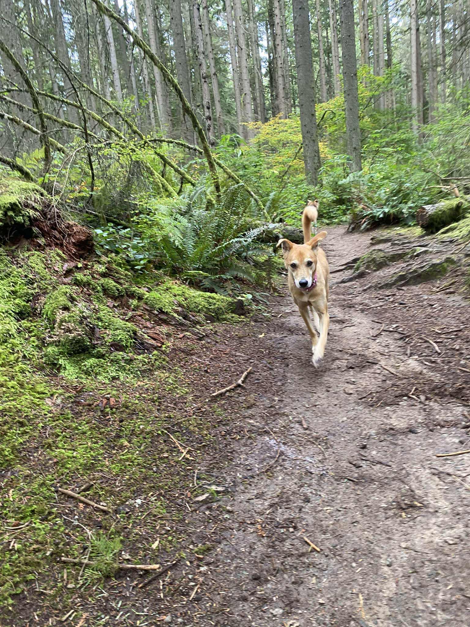 Lu Lu, a Adoptable Mountain Dog in Vancouver, BC image 4/5