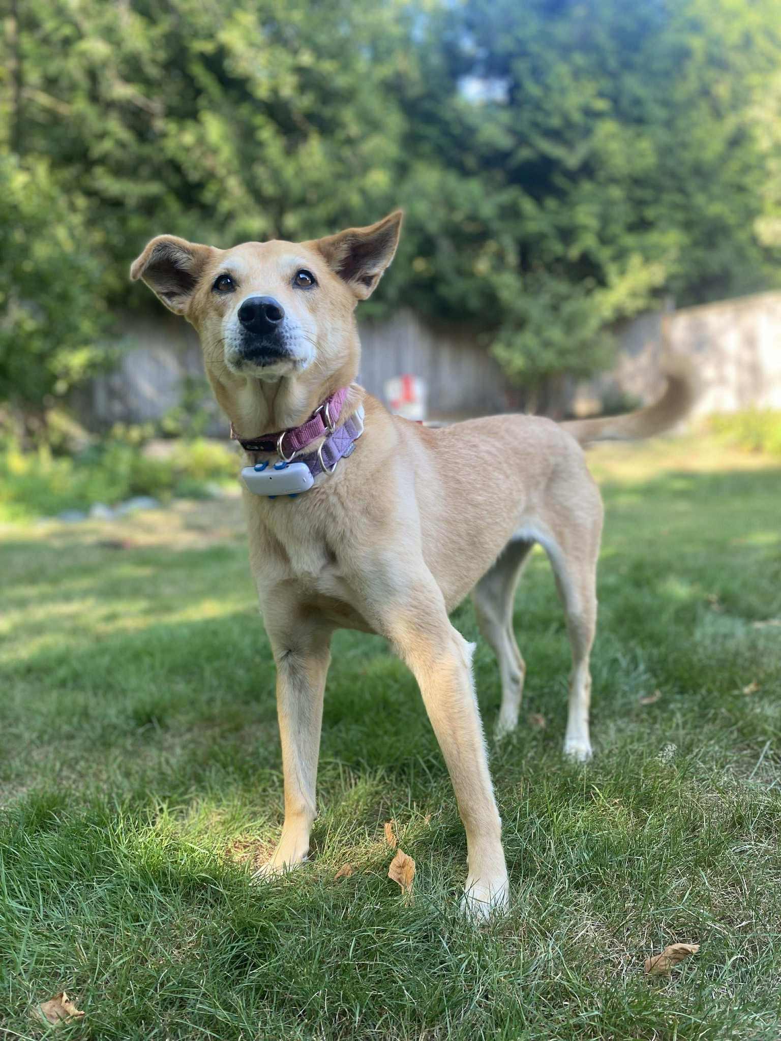 Lu Lu, a Adoptable Mountain Dog in Vancouver, BC image 5/5