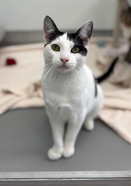 BRISKET, Adoptable, Young Female Domestic Short Hair.