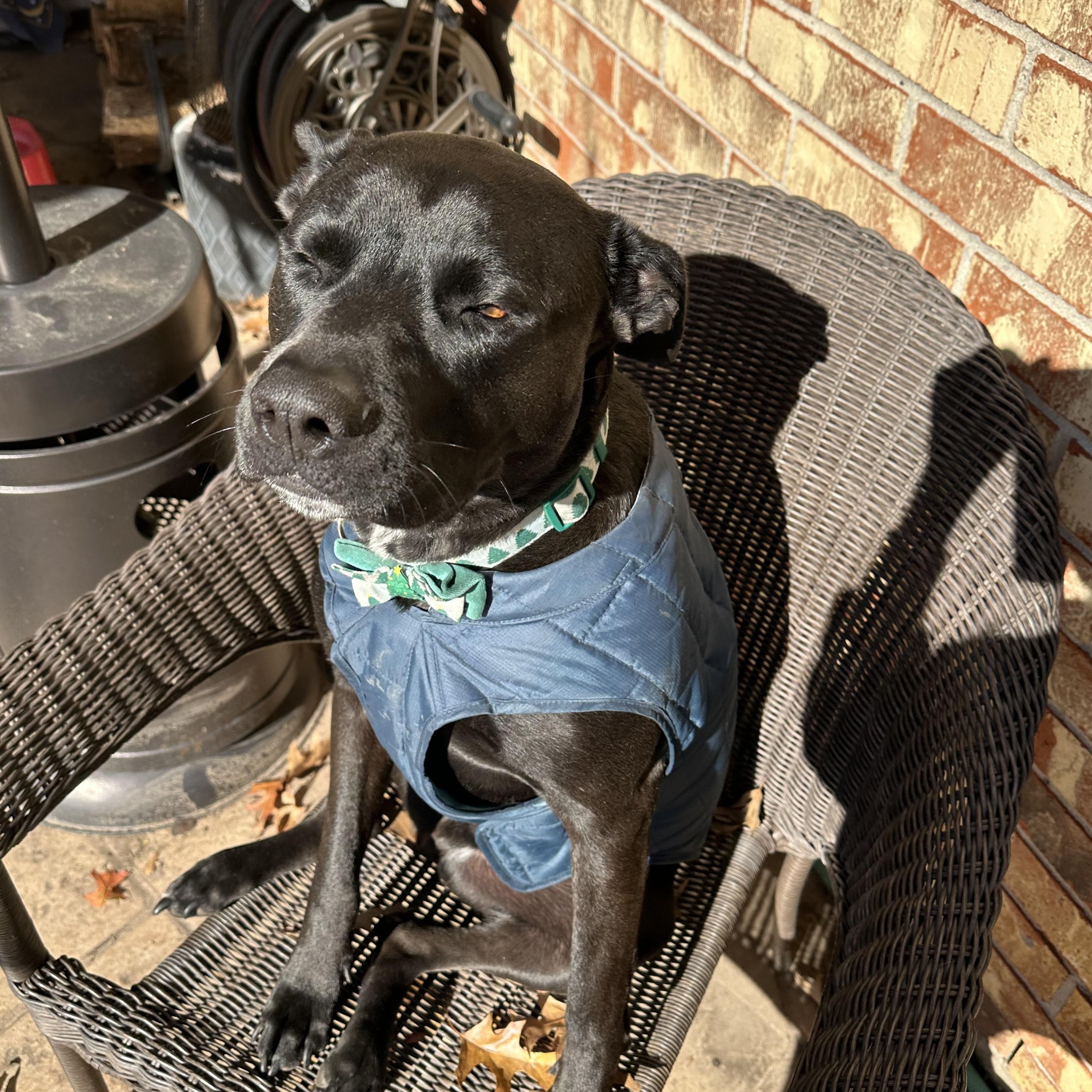 Enlarge Luke, I'm all ears!, a Adoptable mixed breed in Austin, TX image 3/4