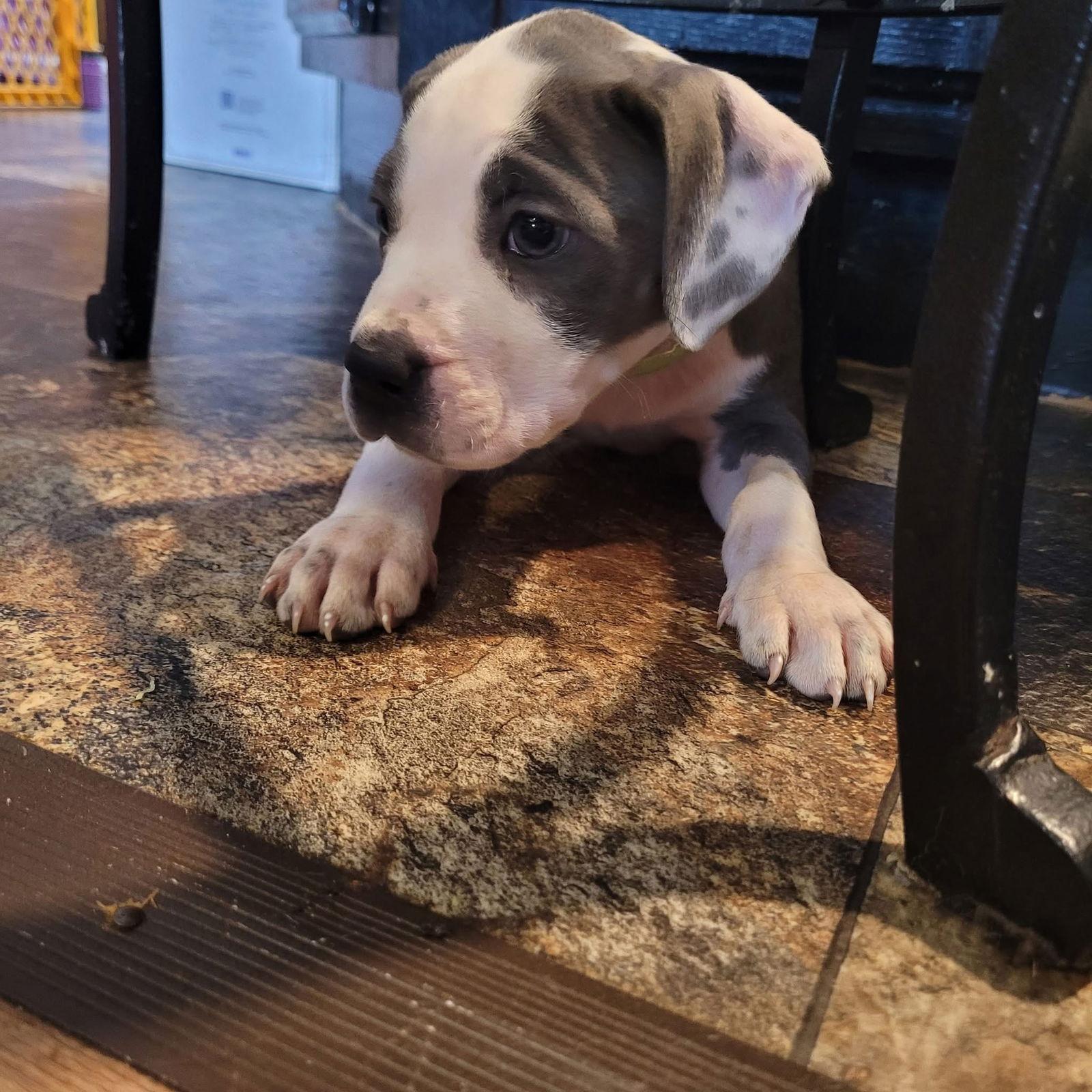 Fiona, Adoptable, Puppy Female Pit Bull Terrier.