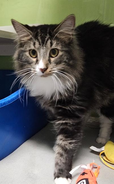 Enlarge Sewing k3 Janome** Working cat**, a Adoptable mixed breed in Muskegon, MI image 1/1