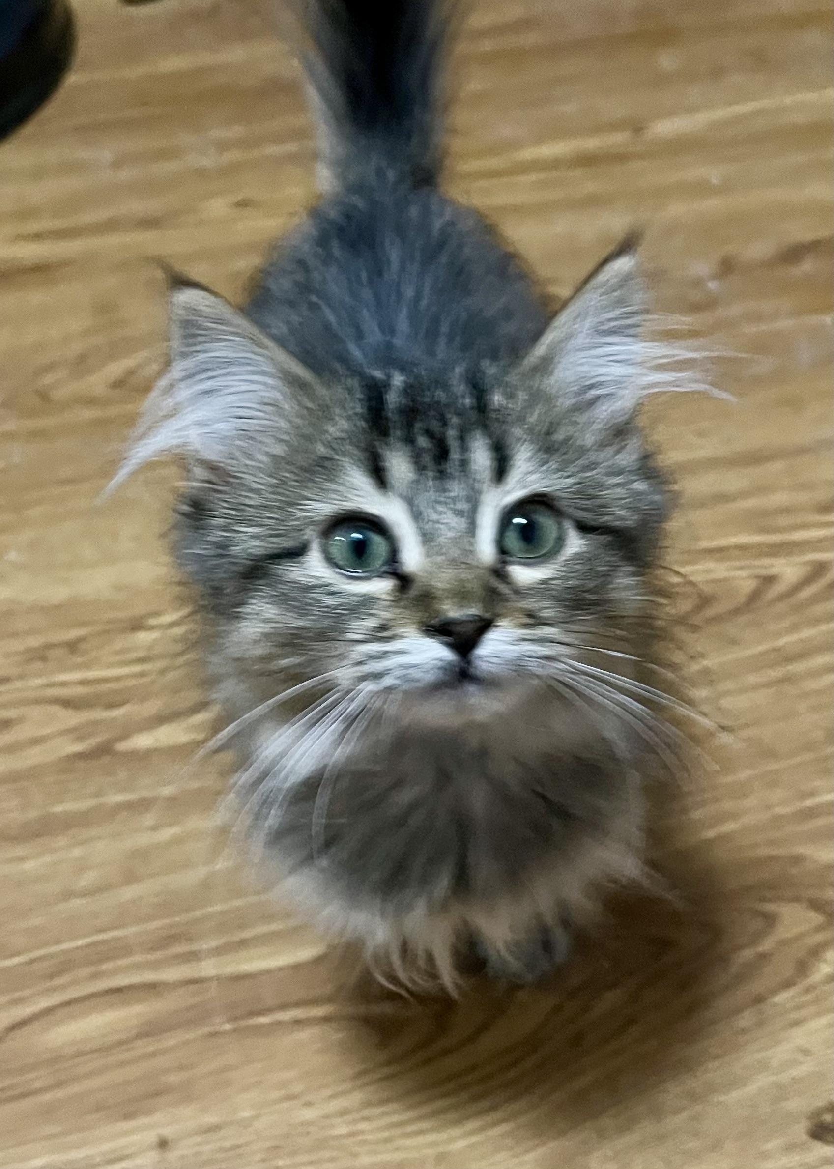 Victoria (Tori), adopted, Kitten Female Domestic Medium Hair.