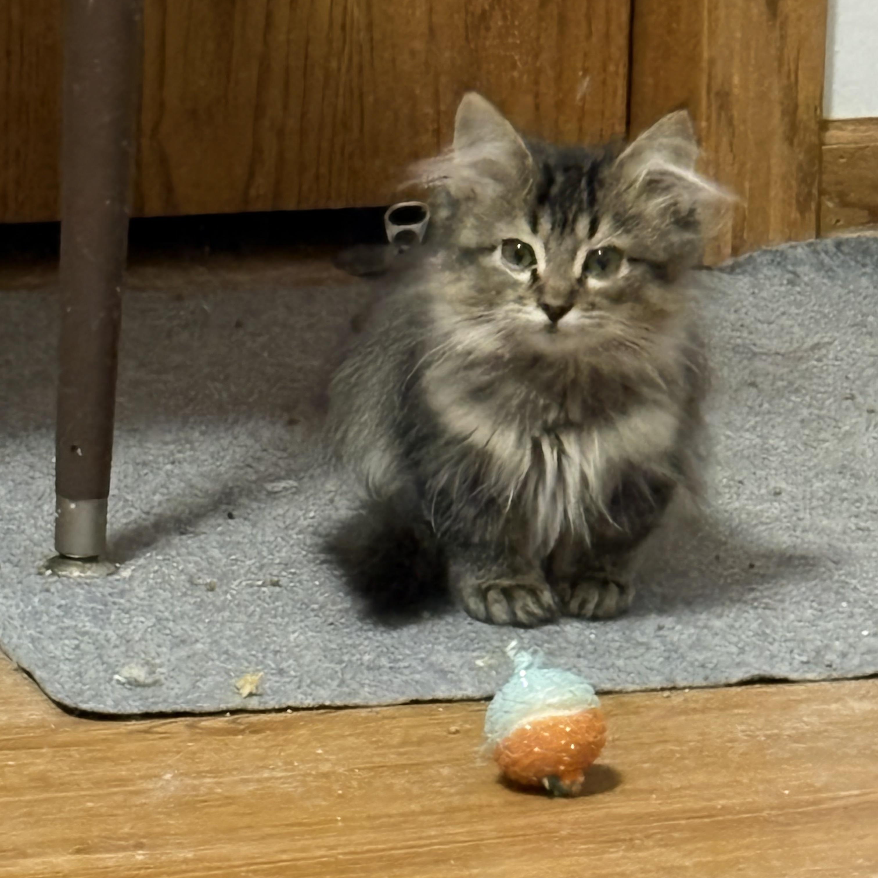 Enlarge Victoria (Tori), an adopted Domestic Medium Hair in Faribault, MN image 2/2
