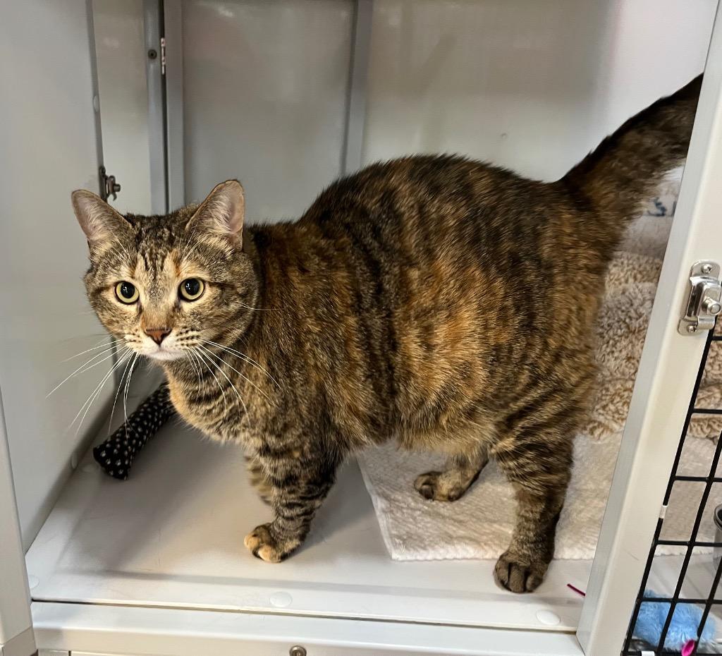 Kika, Adoptable, Young Female Domestic Short Hair.