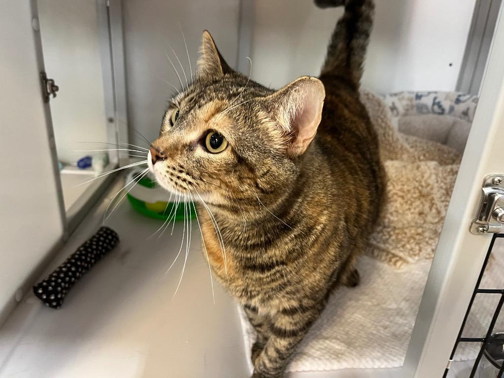 Enlarge Kika, a Adoptable mixed breed in Raleigh, NC image 2/4