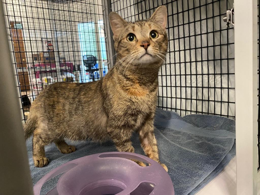 Enlarge Kika, a Adoptable mixed breed in Raleigh, NC image 3/4