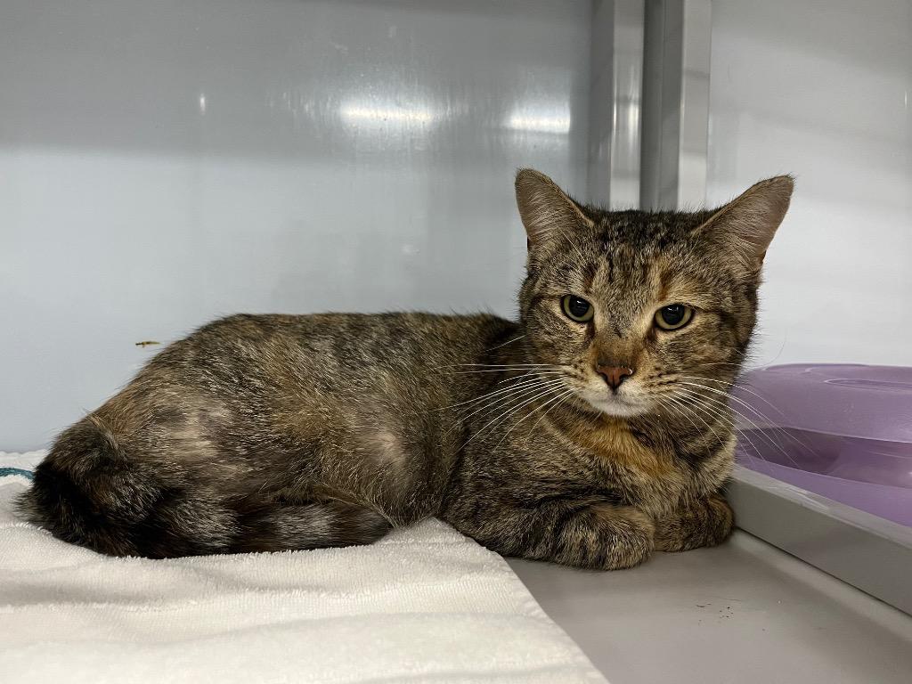 Enlarge Kika, a Adoptable mixed breed in Raleigh, NC image 4/4