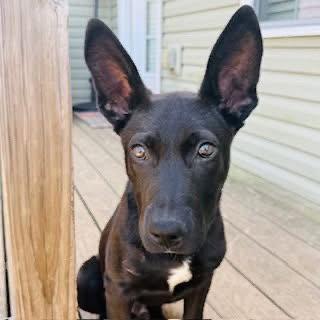 Enlarge Chandler, a Adoptable Black Labrador Retriever in Nashville, TN image 1/3