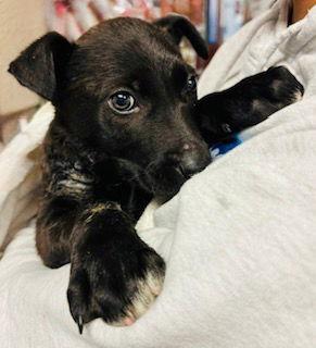Enlarge Chandler, a Adoptable Black Labrador Retriever in Nashville, TN image 1/2