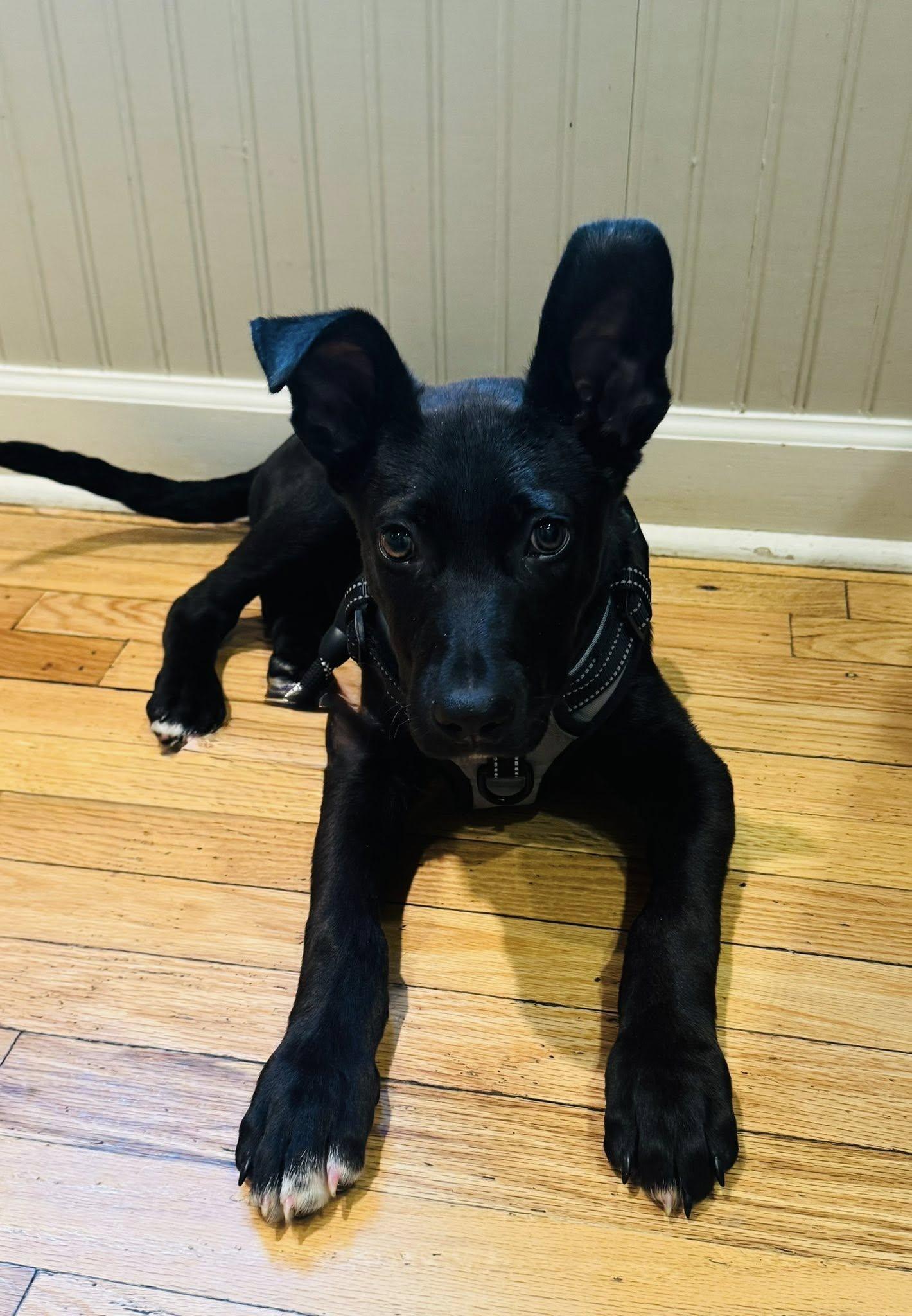 Enlarge Chandler, a Adoptable Black Labrador Retriever in Nashville, TN image 2/2