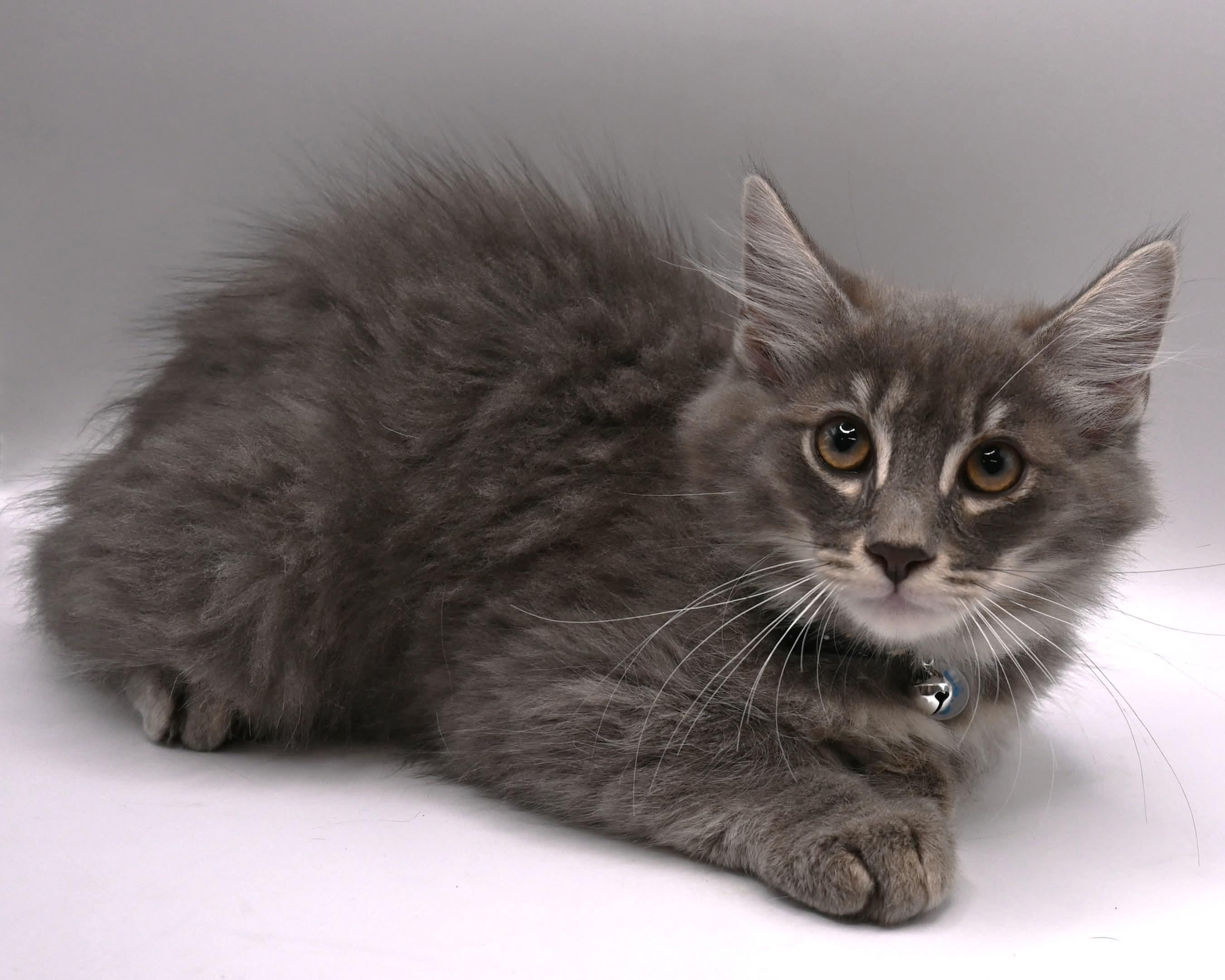 Stormy, an adopted mixed breed in Farmington, CT image 5/6